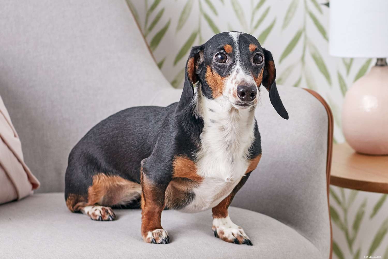 10 Small Dog Breeds Perfect for Compact Living