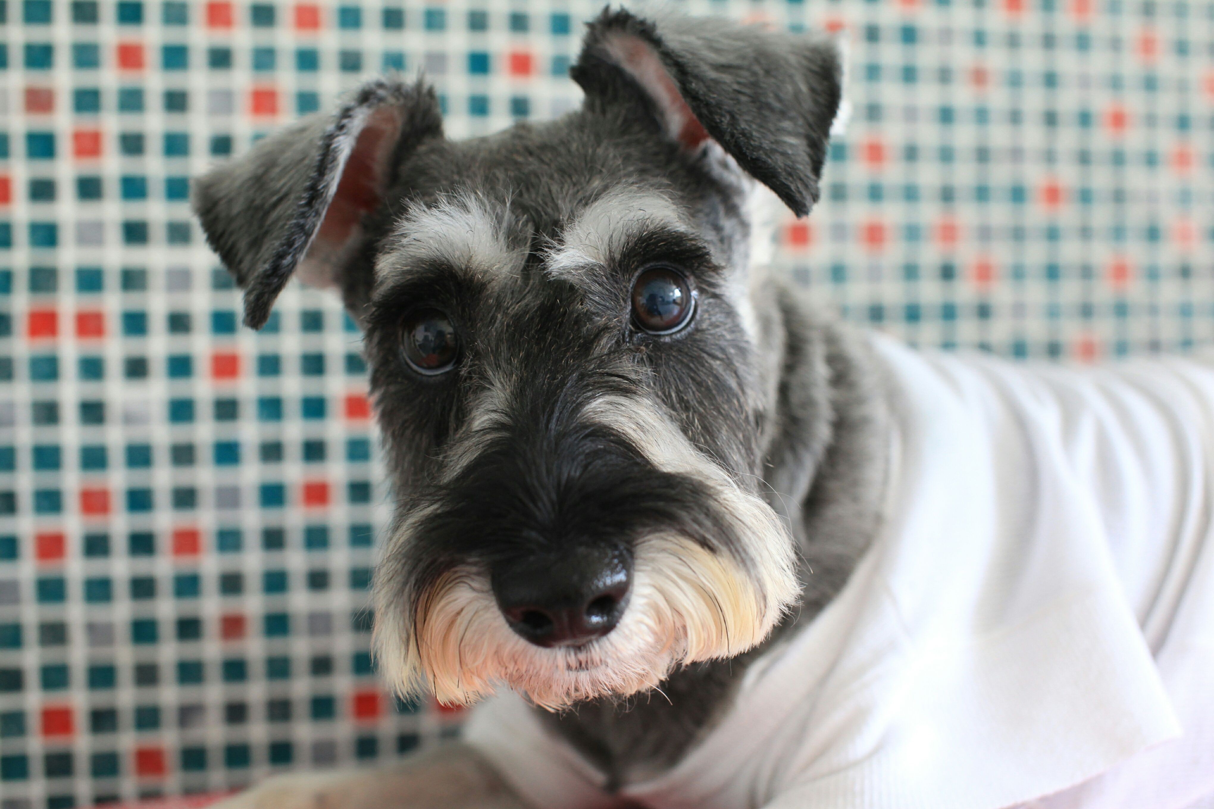 10 Small Dog Breeds Perfect for Compact Living
