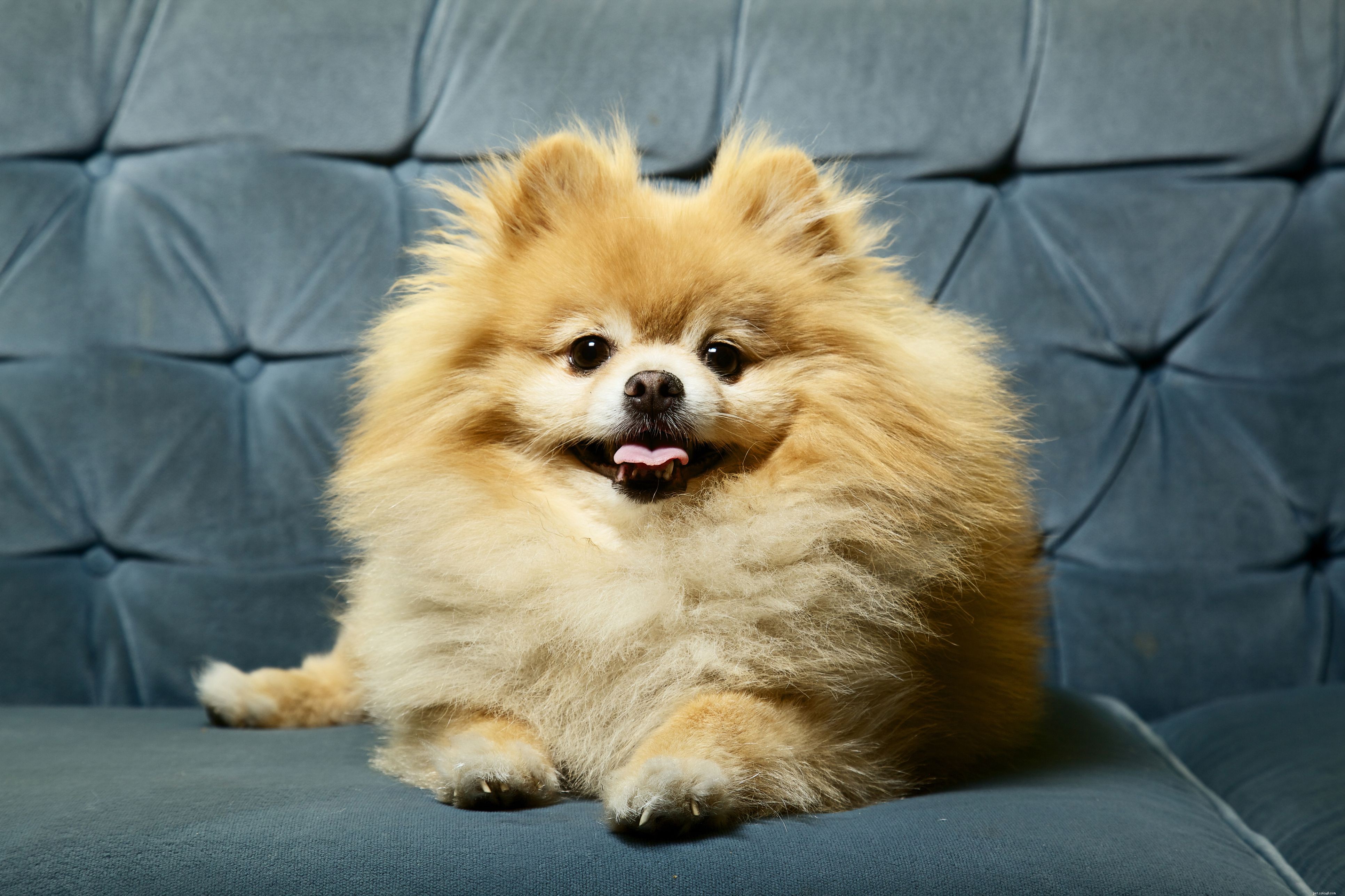10 Small Dog Breeds Perfect for Compact Living