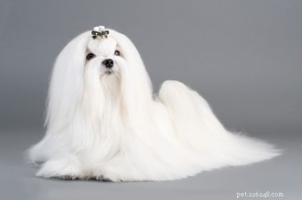 10 Small Dog Breeds Perfect for Compact Living
