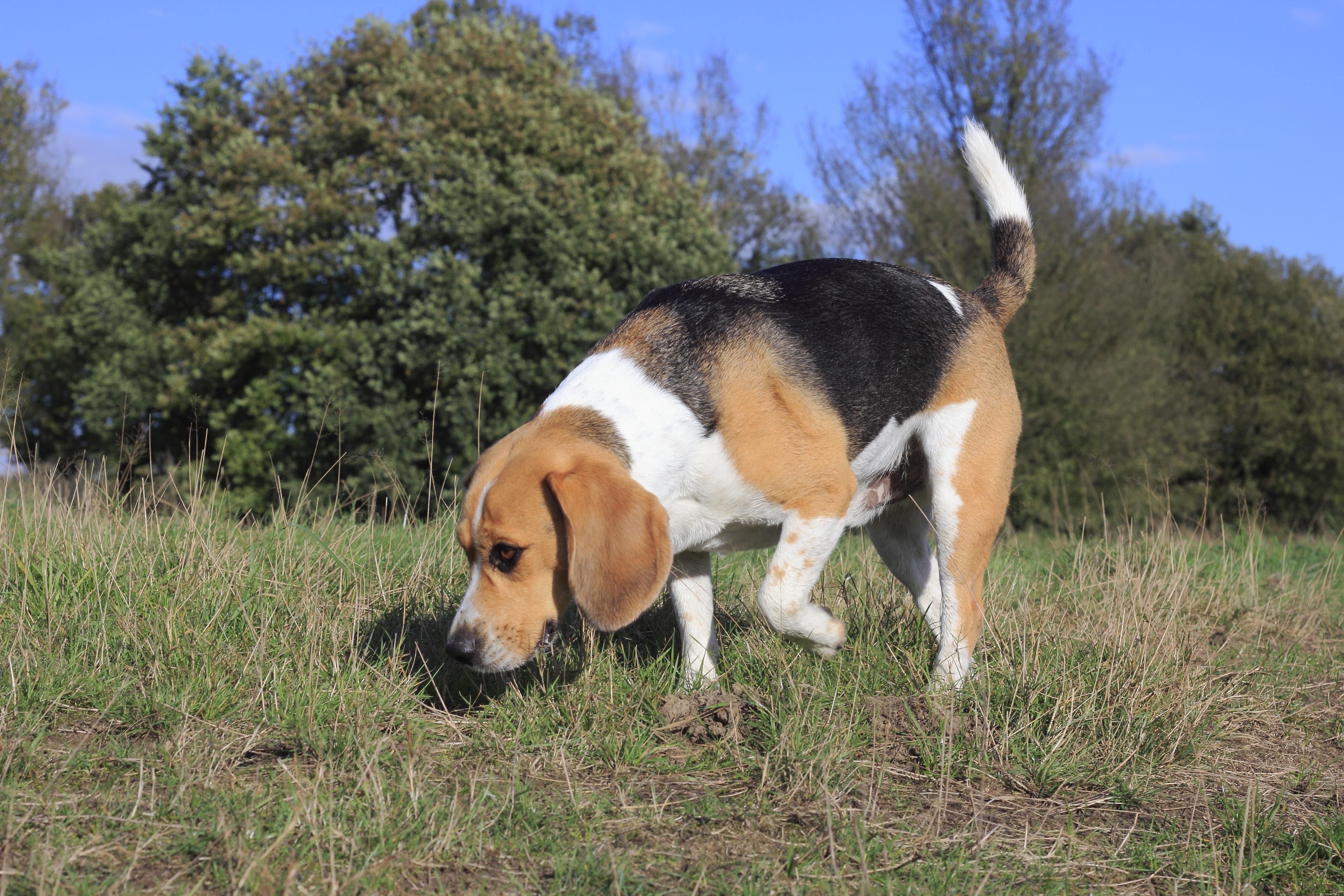 Top 10 Hunting Dog Breeds: Performance, Loyalty, and Training Tips