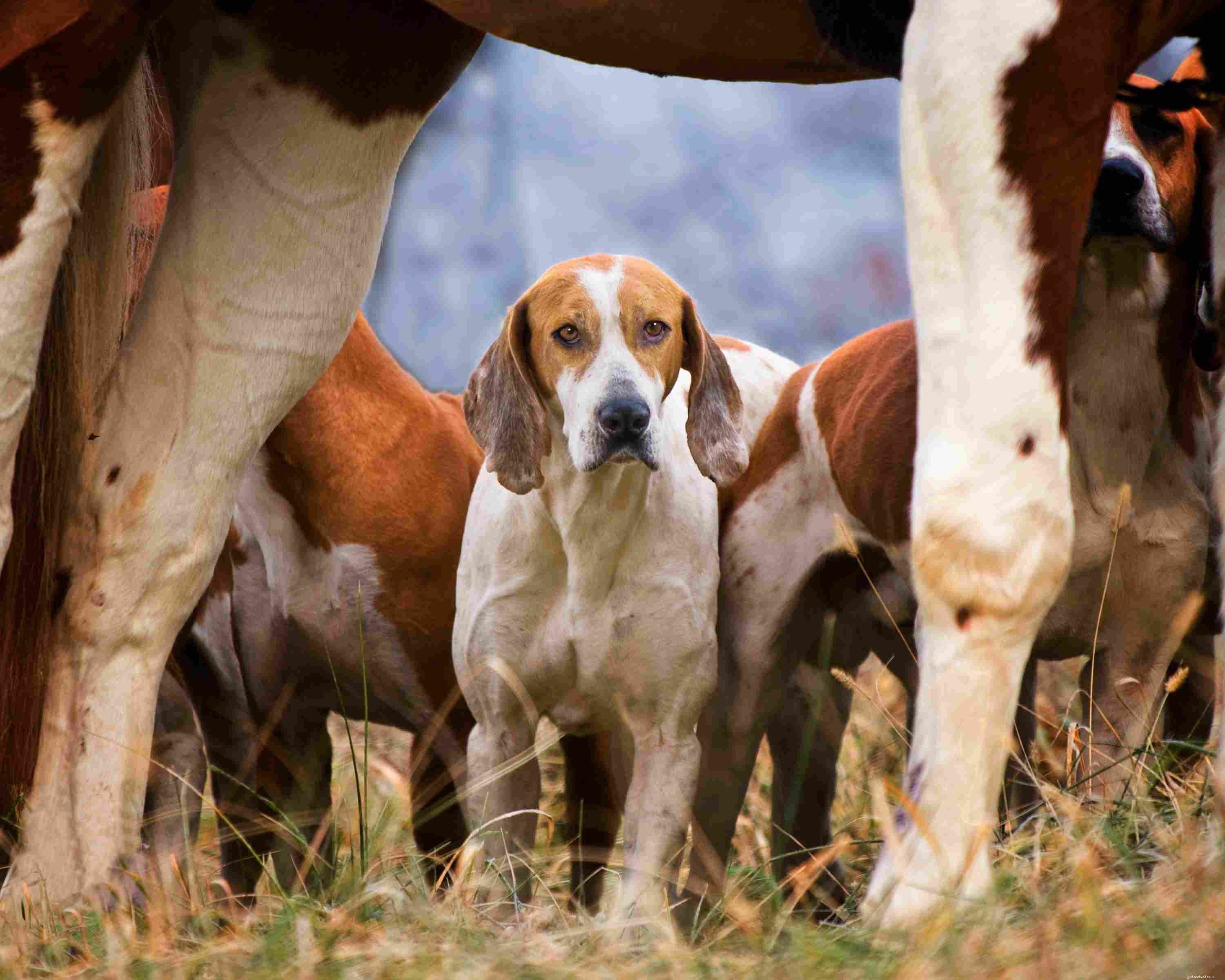 Top 10 Hunting Dog Breeds: Performance, Loyalty, and Training Tips