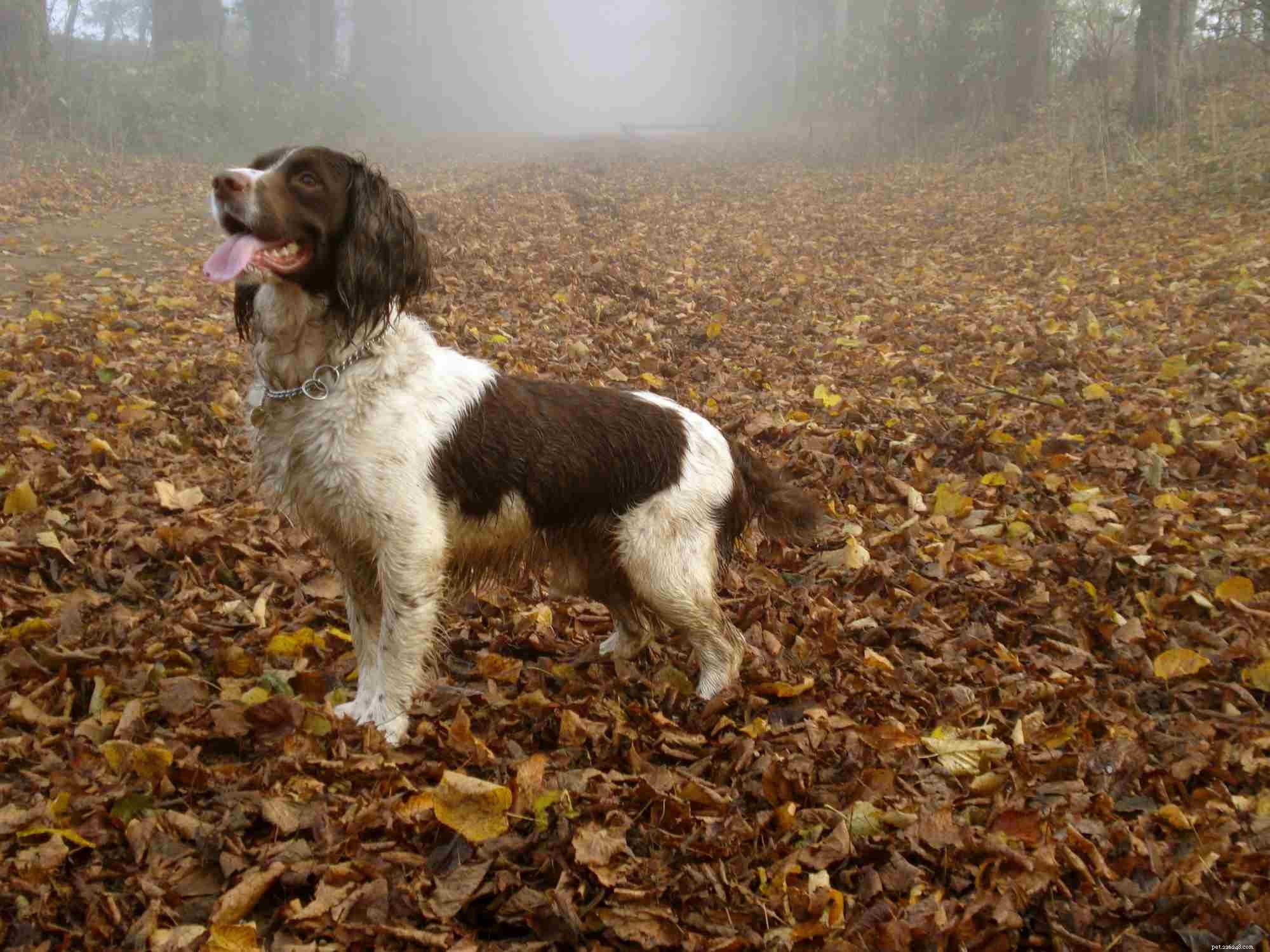 Top 10 Hunting Dog Breeds: Performance, Loyalty, and Training Tips