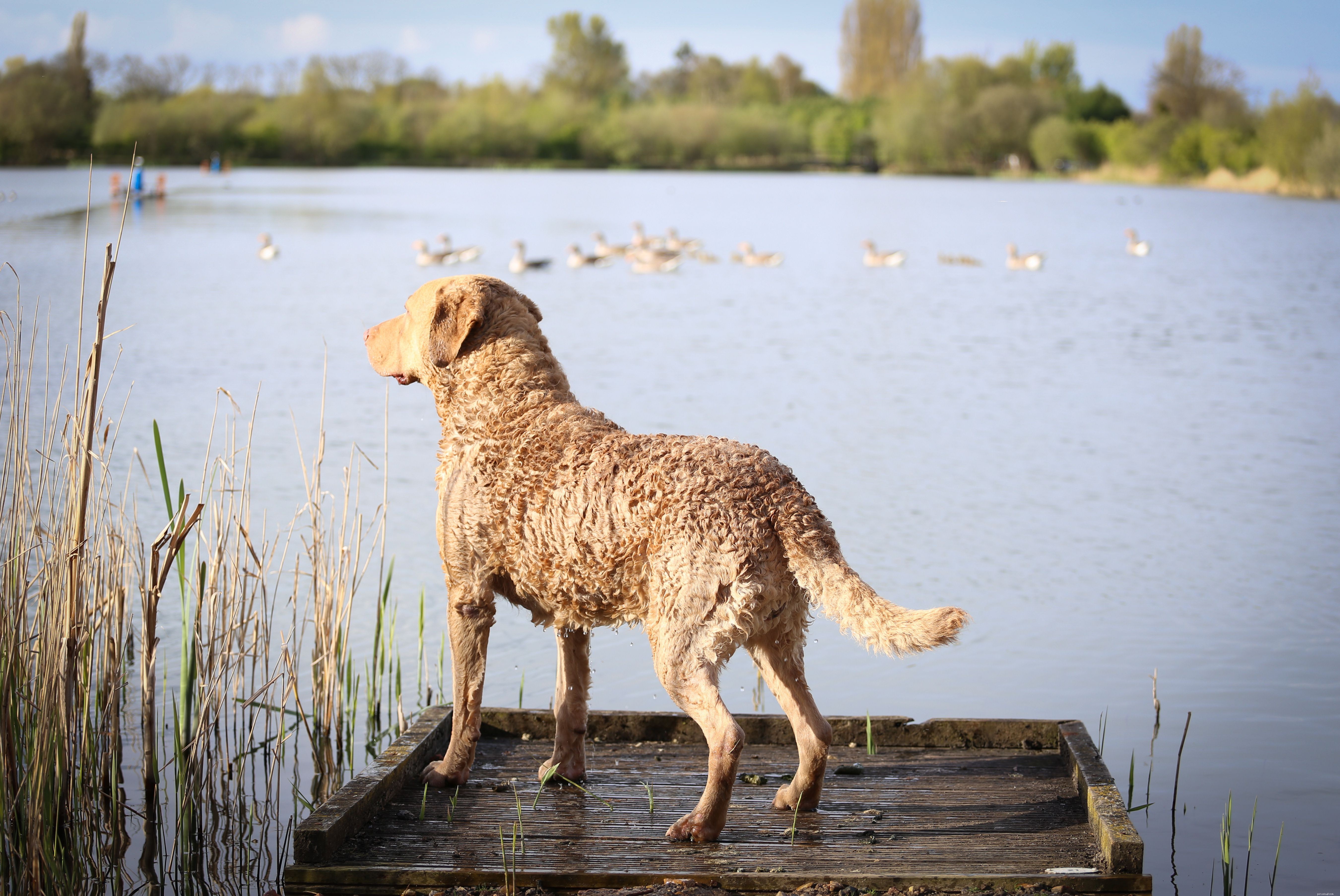 Top 10 Hunting Dog Breeds: Performance, Loyalty, and Training Tips
