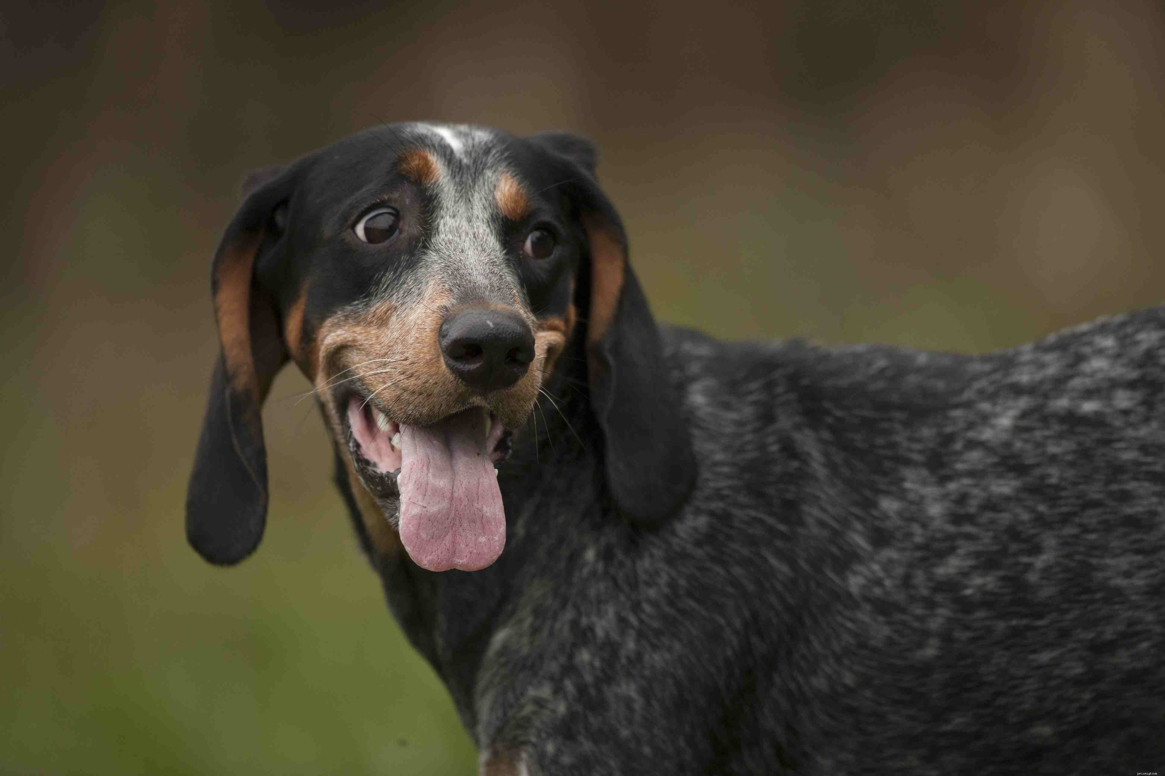 Top 10 Hunting Dog Breeds: Performance, Loyalty, and Training Tips