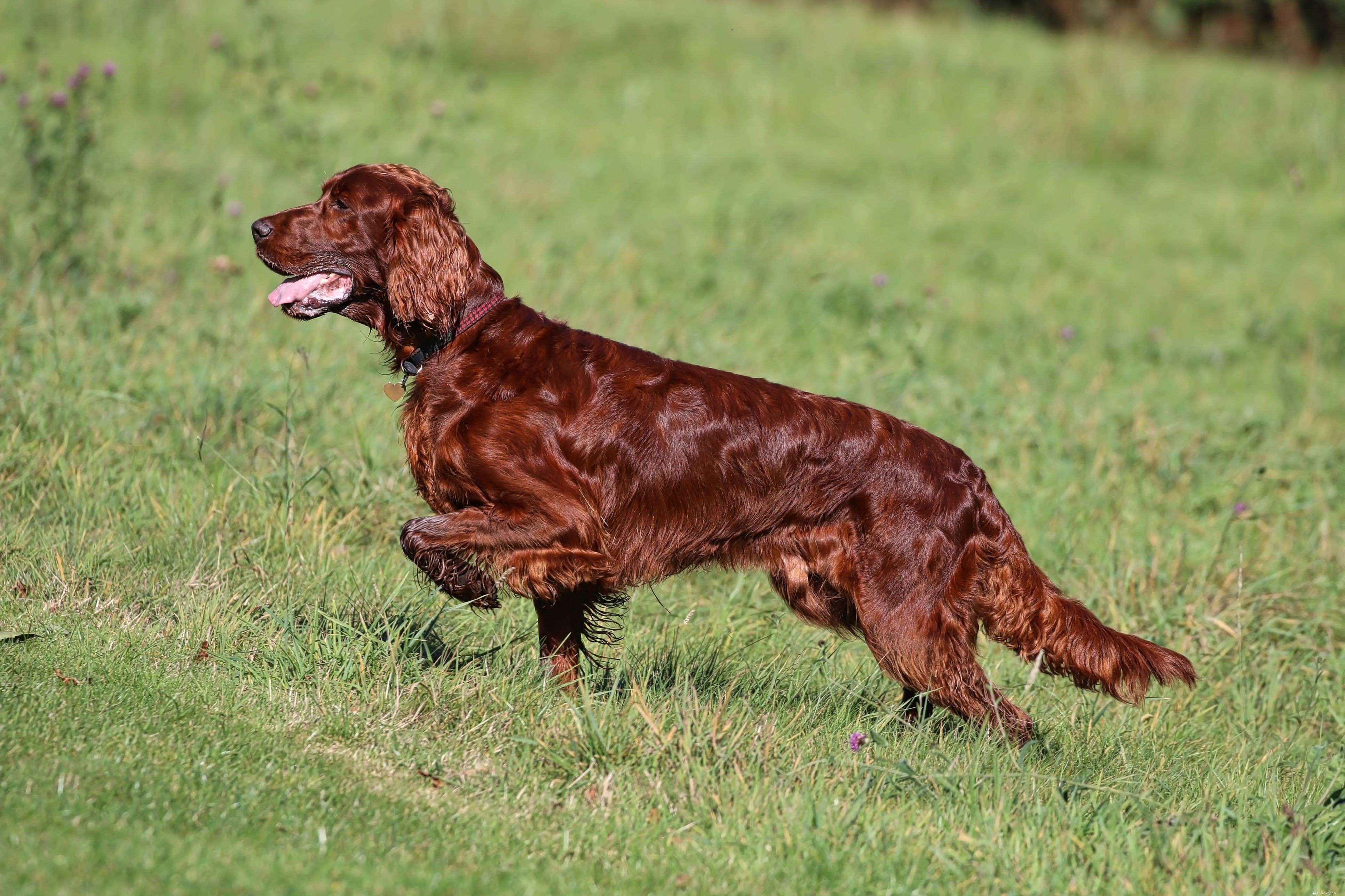 Top 10 Hunting Dog Breeds: Performance, Loyalty, and Training Tips