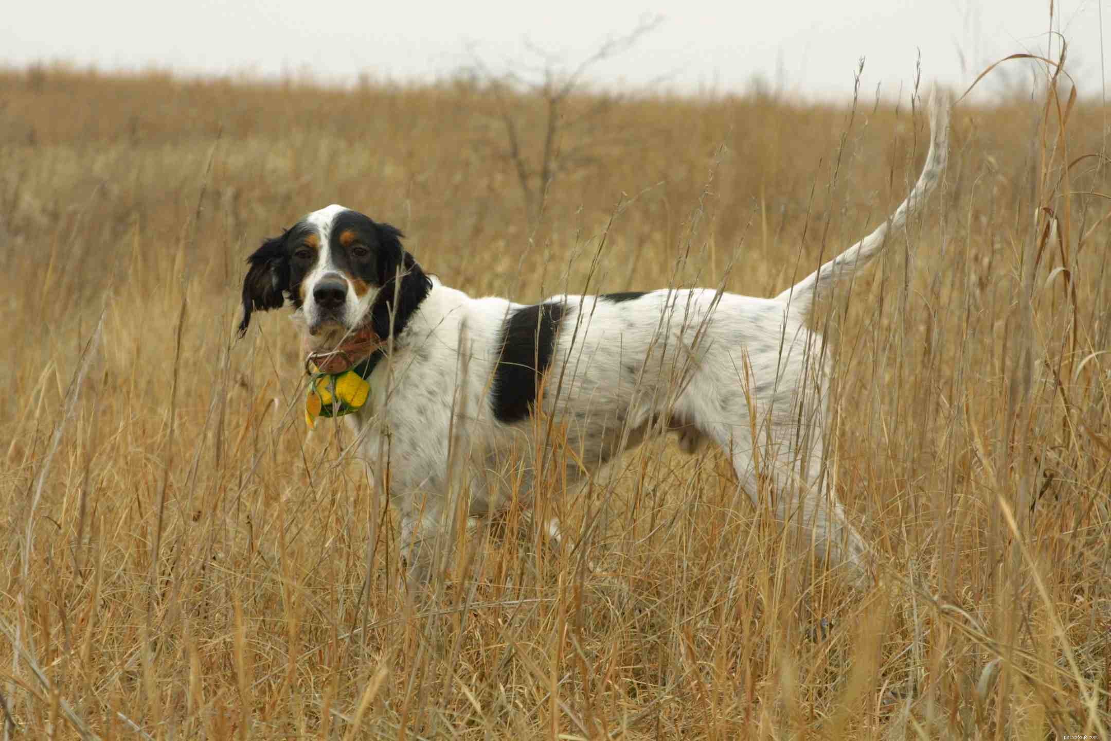 Top 10 Hunting Dog Breeds: Performance, Loyalty, and Training Tips