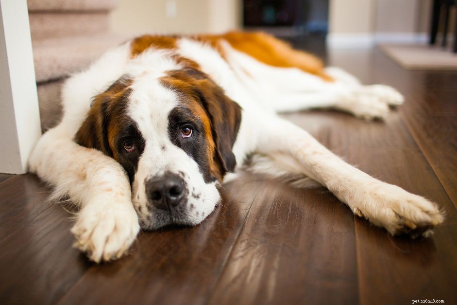 Top 10 Giant Dog Breeds That Make Excellent Family Pets