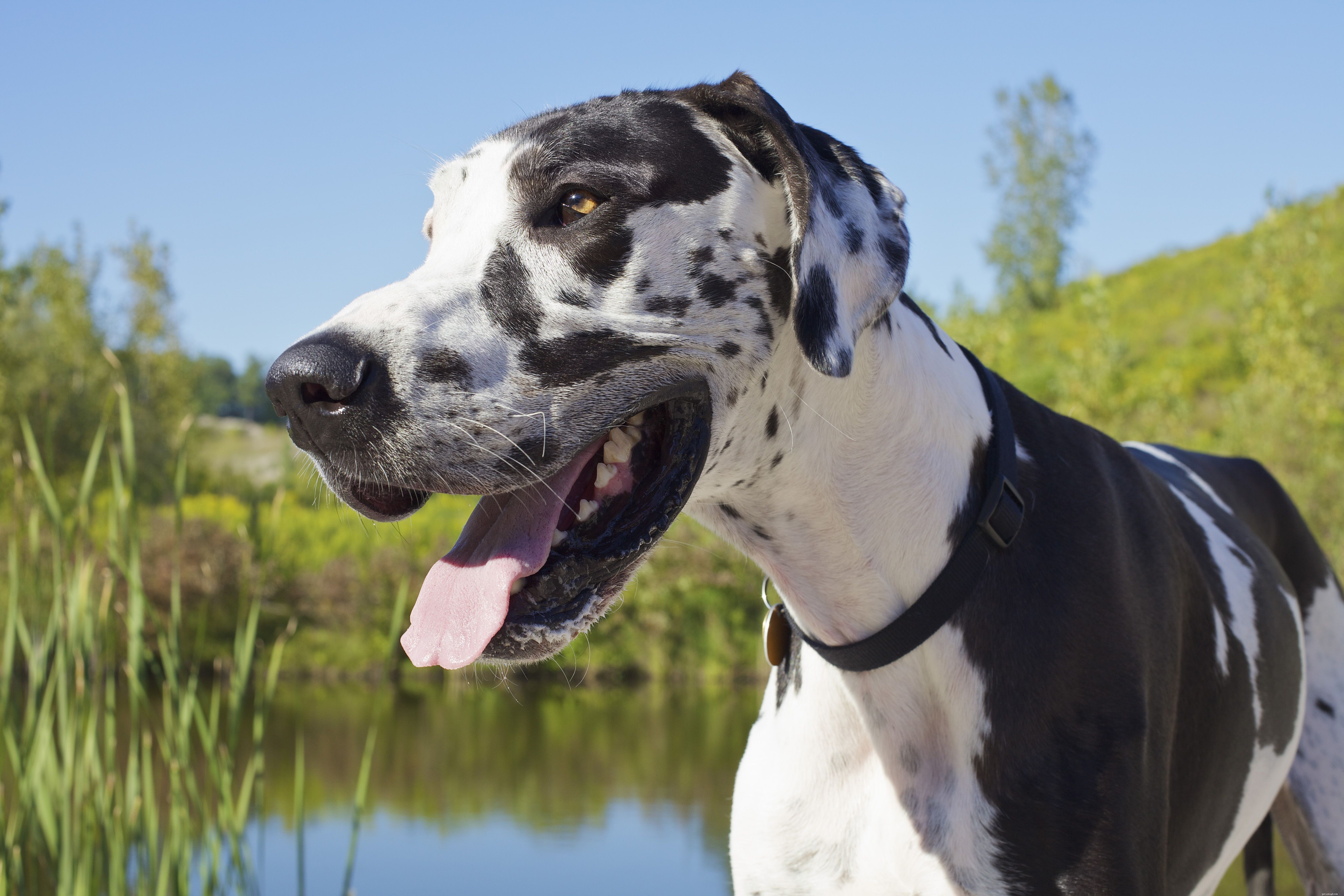 Top 10 Giant Dog Breeds That Make Excellent Family Pets