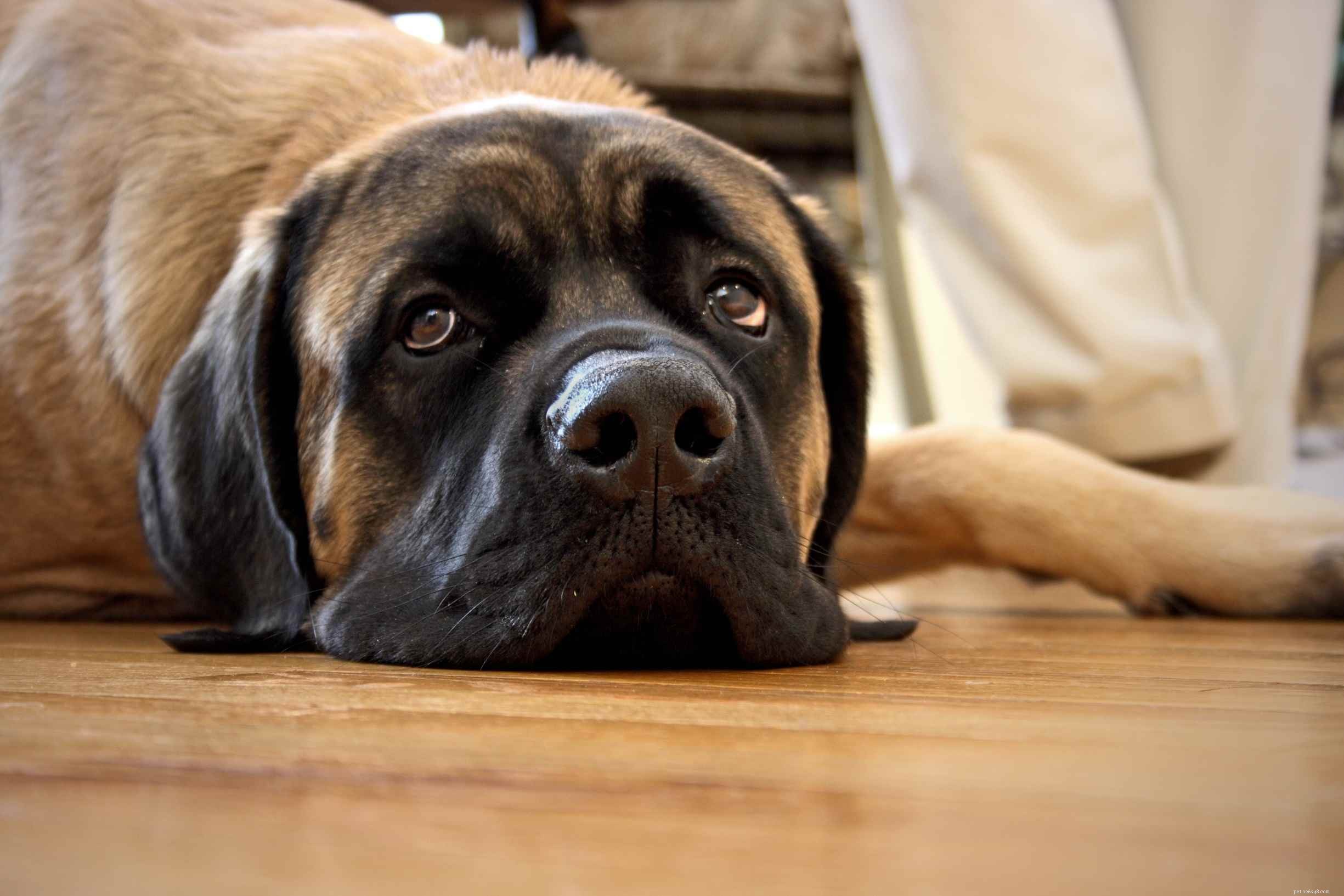 Top 10 Giant Dog Breeds That Make Excellent Family Pets