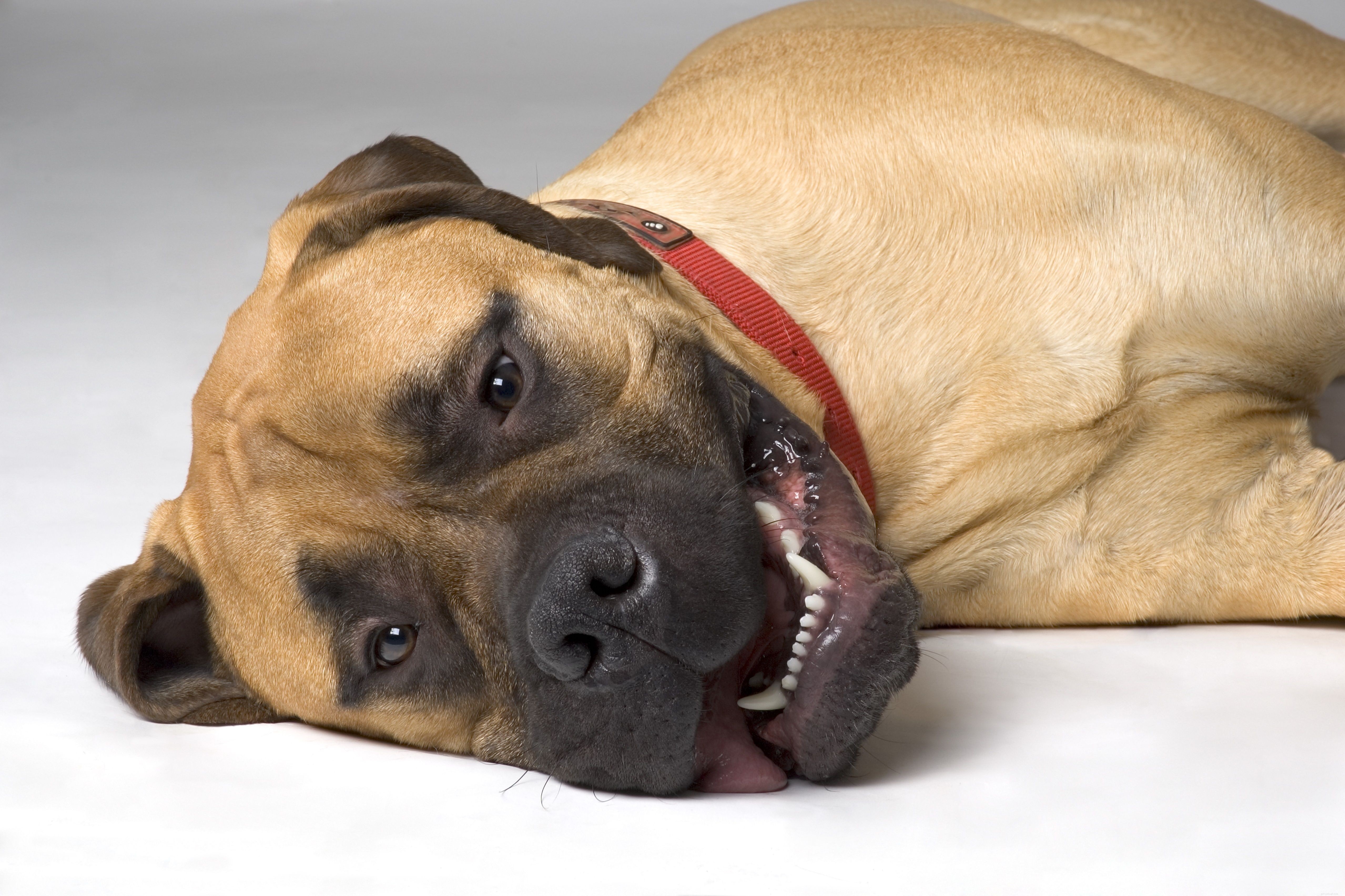 Top 10 Giant Dog Breeds That Make Excellent Family Pets