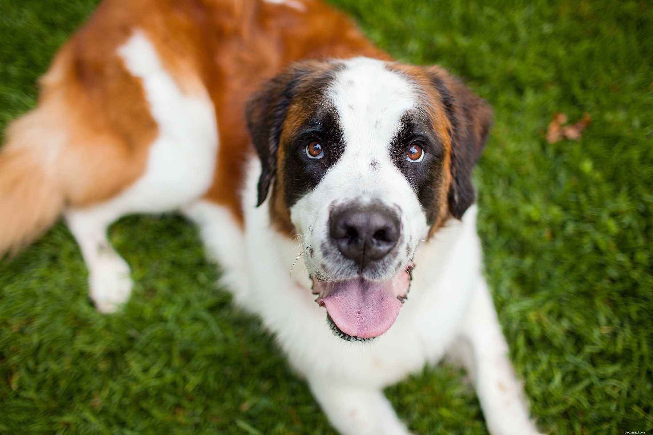 Top 10 Giant Dog Breeds That Make Excellent Family Pets