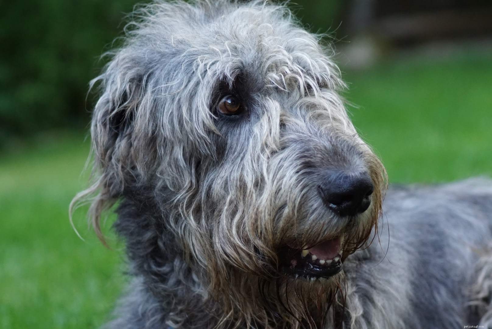 Top 10 Giant Dog Breeds That Make Excellent Family Pets