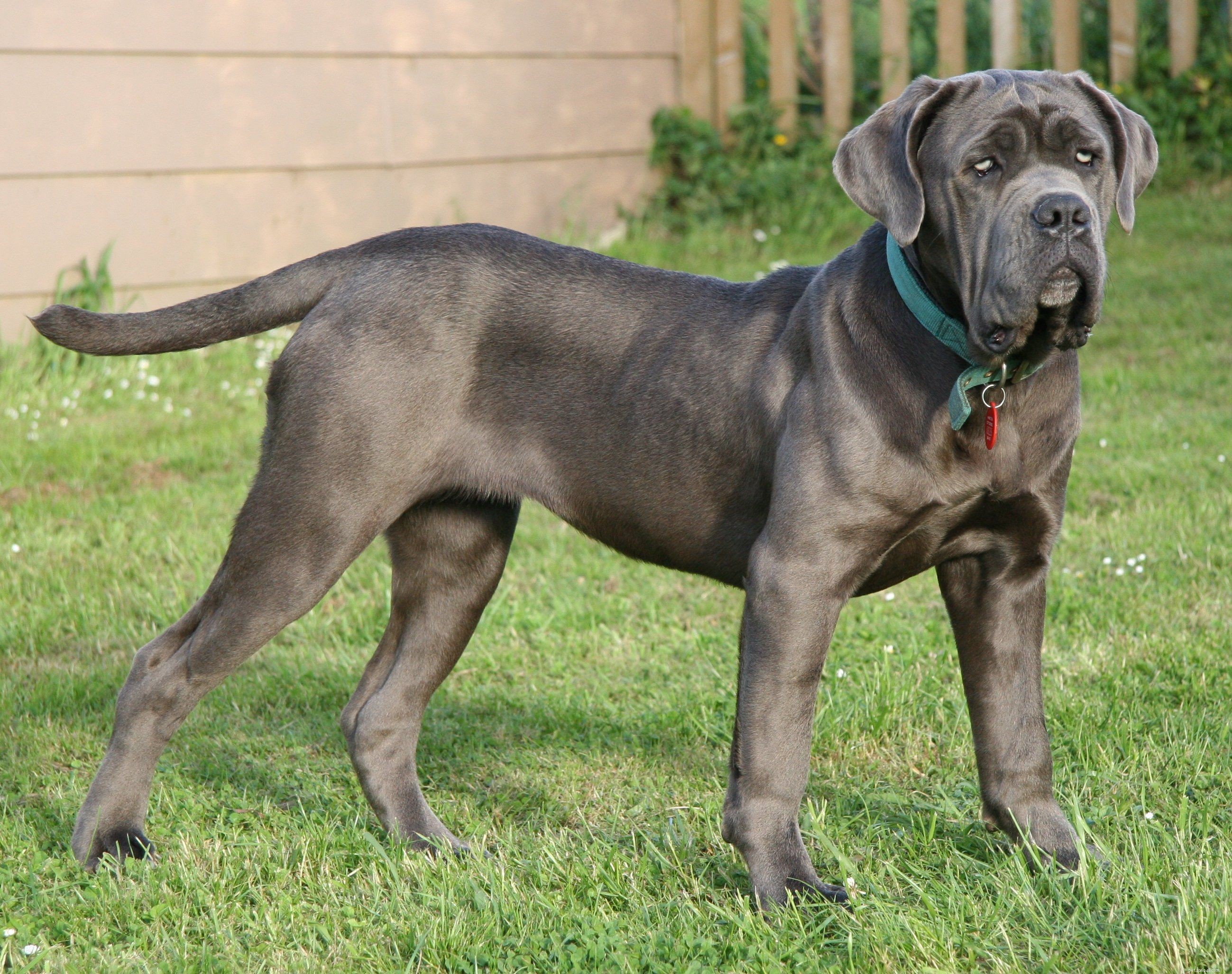 Top 10 Giant Dog Breeds That Make Excellent Family Pets
