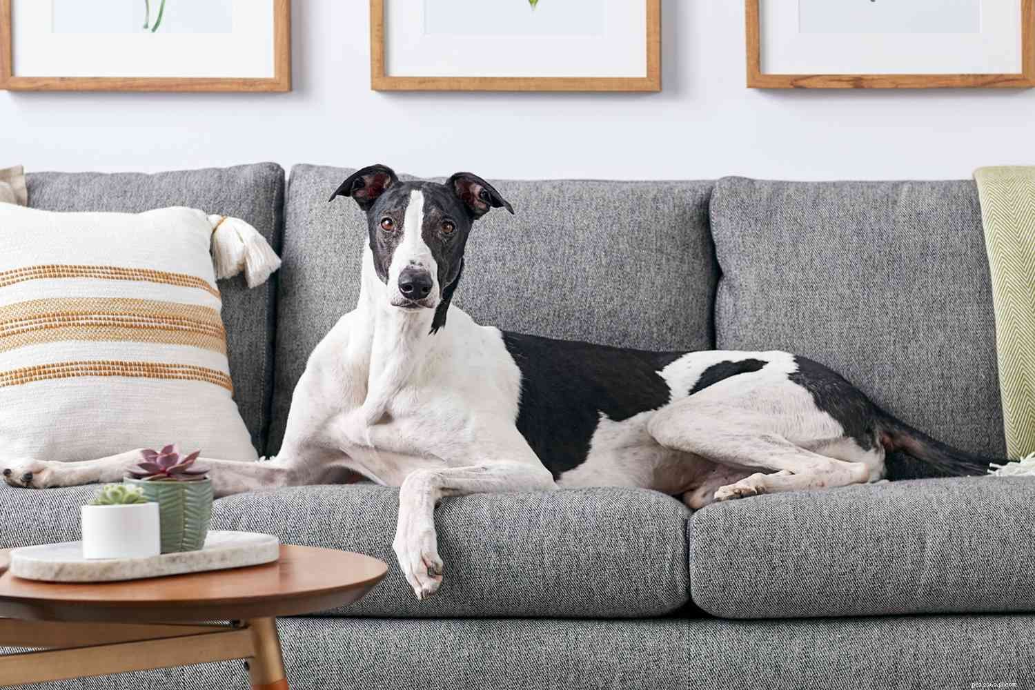 Top 10 Low‑Maintenance Dog Breeds for Busy Pet Parents
