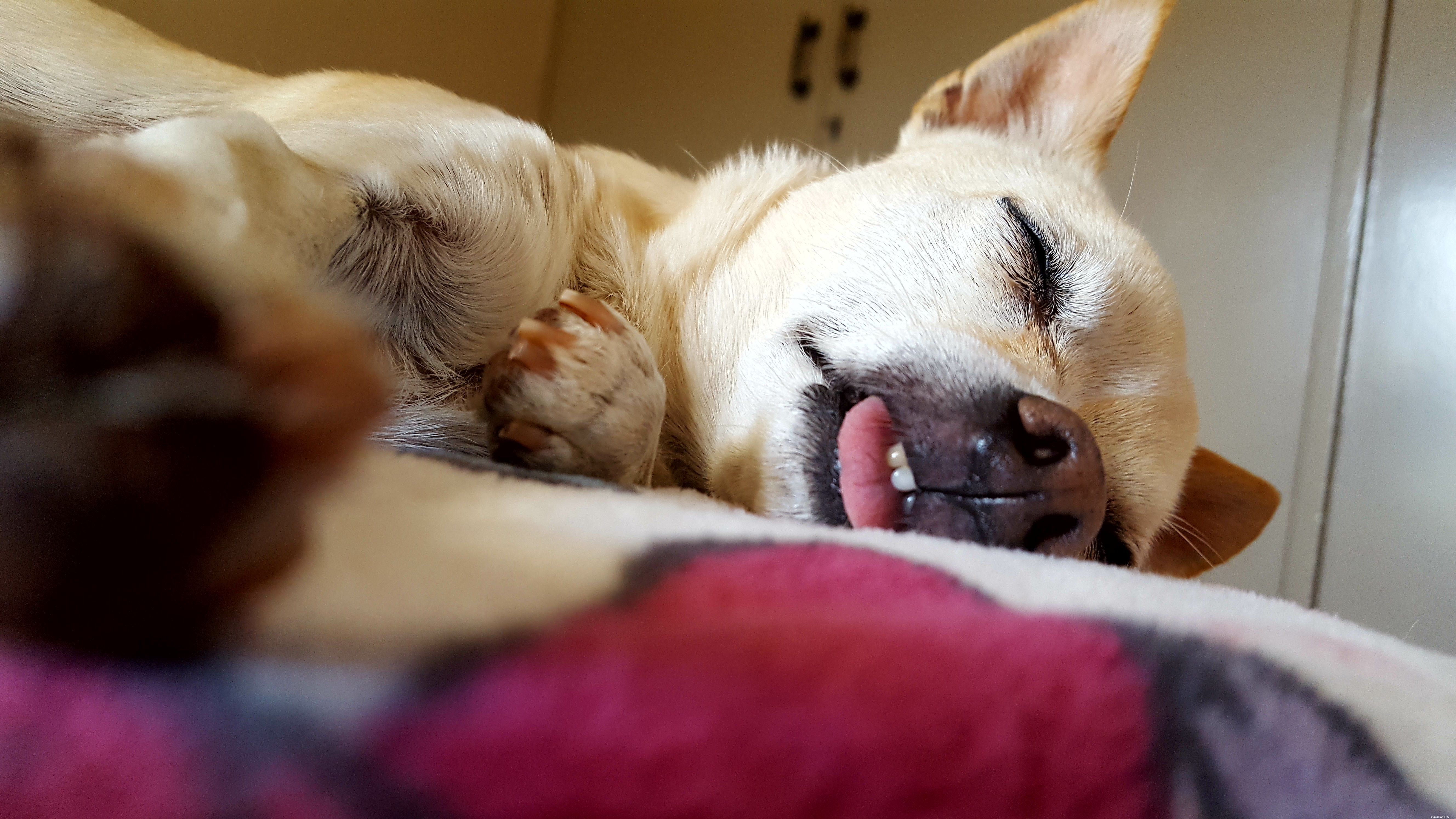 Top 10 Low‑Maintenance Dog Breeds for Busy Pet Parents