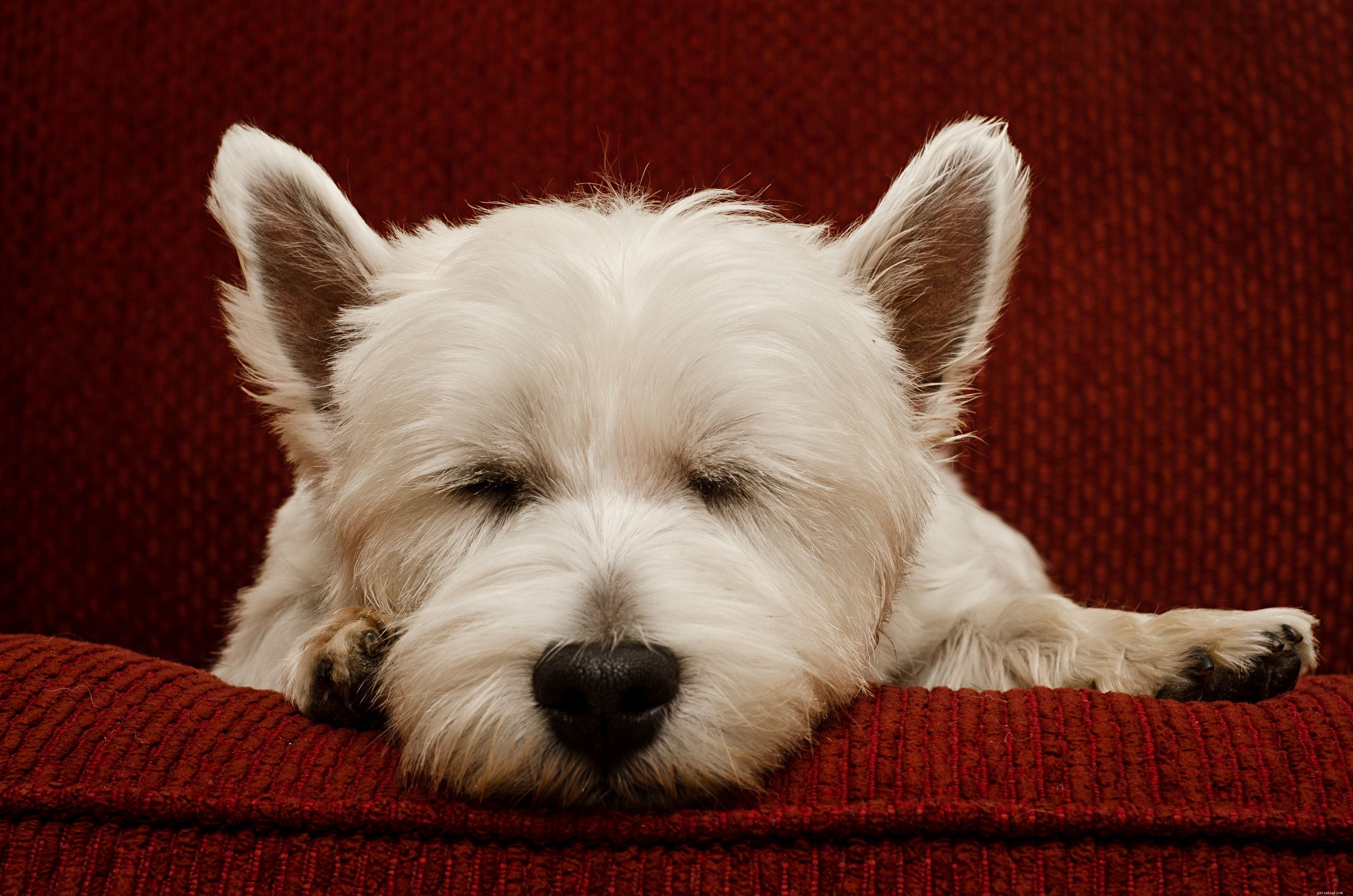Top 10 Low‑Maintenance Dog Breeds for Busy Pet Parents