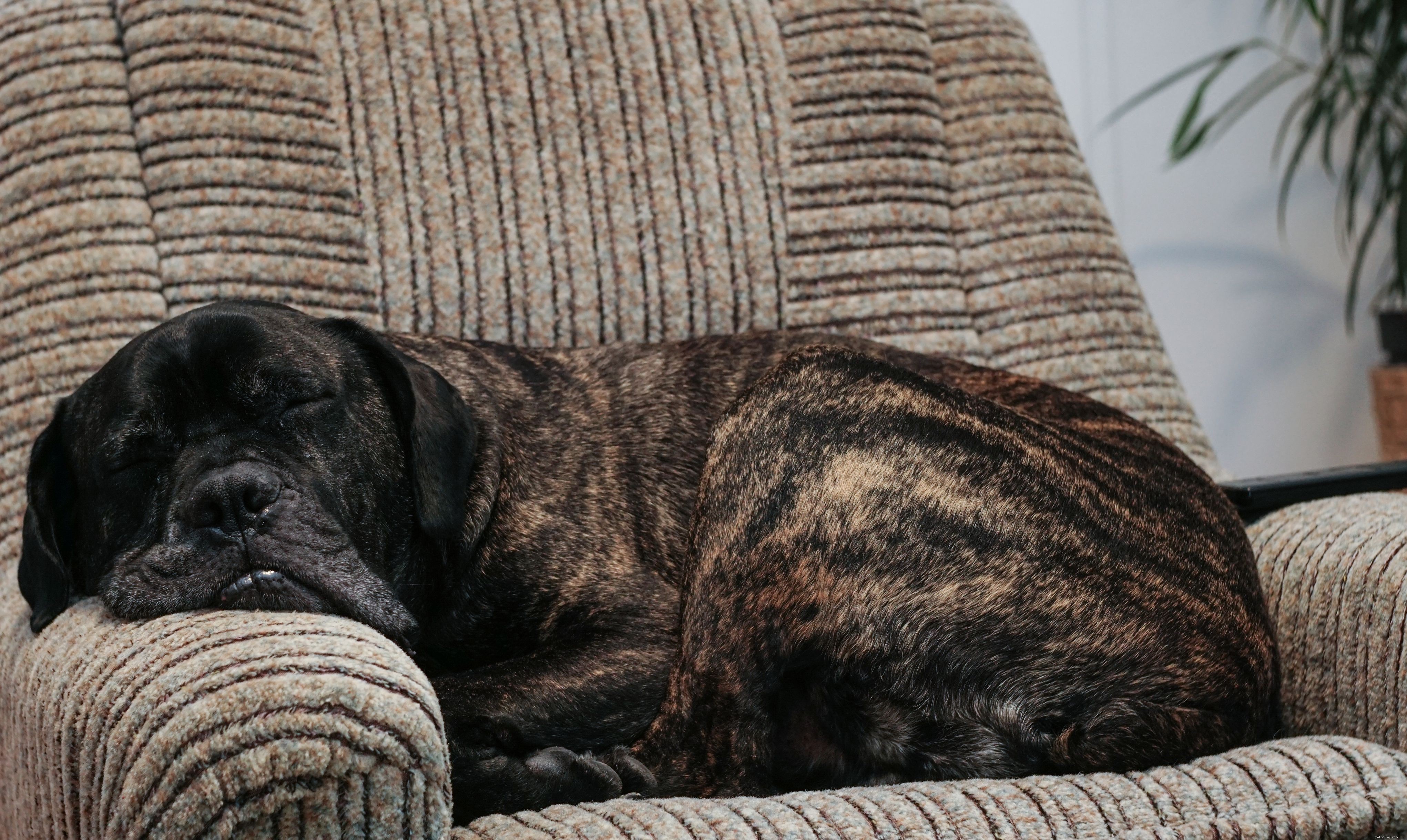 Top 10 Low‑Maintenance Dog Breeds for Busy Pet Parents