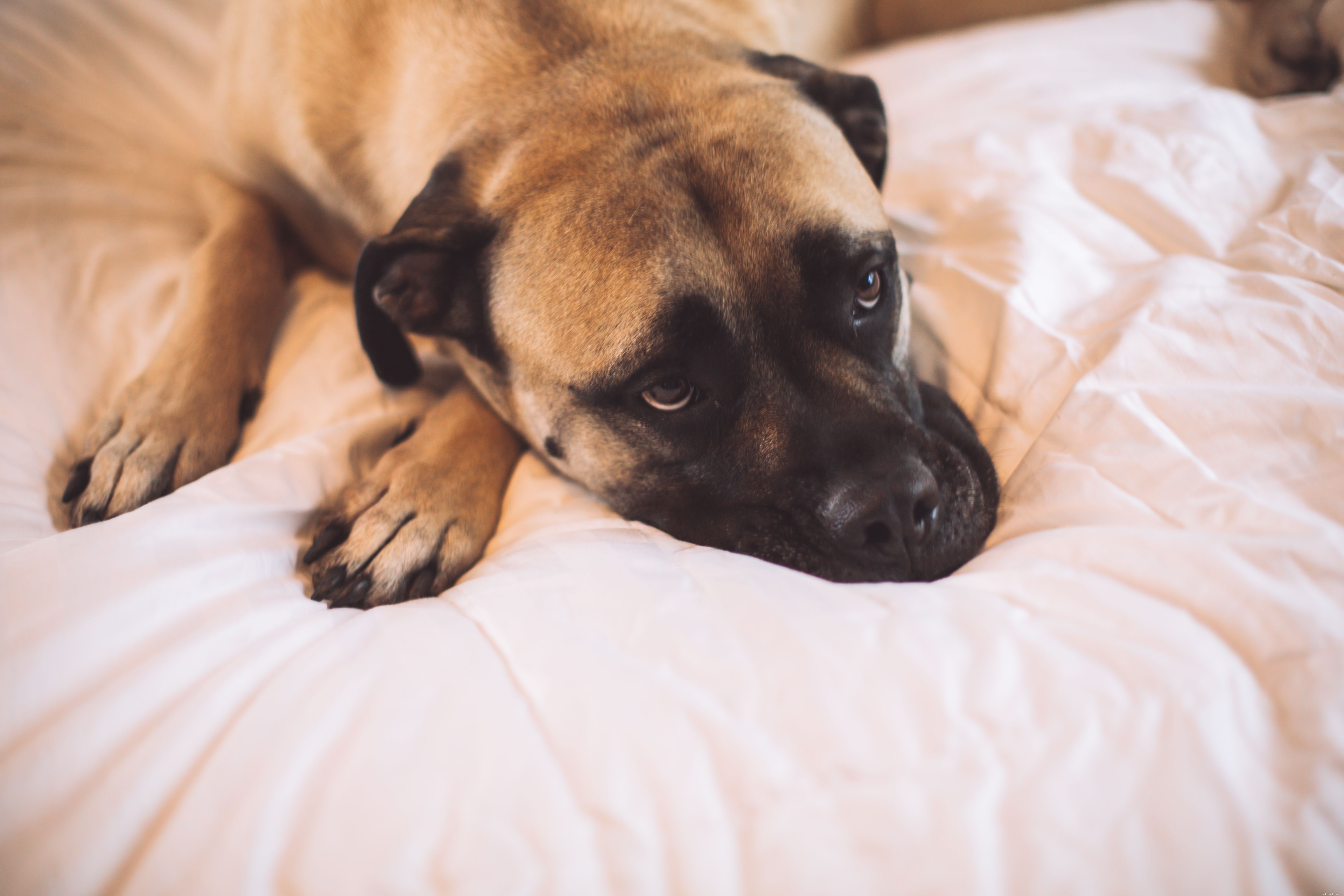 Top 10 Low‑Maintenance Dog Breeds for Busy Pet Parents