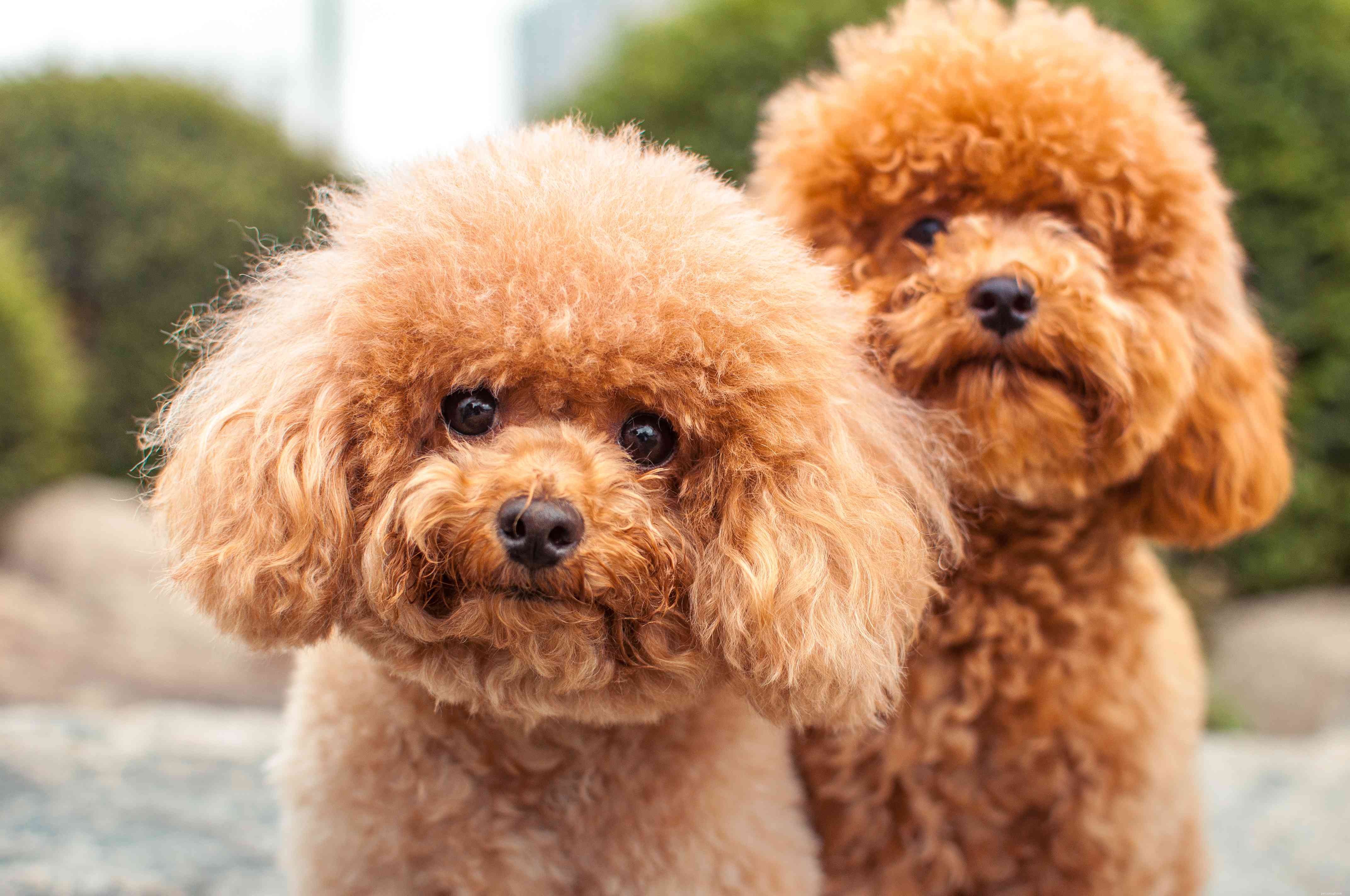 Top 10 Low‑Maintenance Dog Breeds for Busy Pet Parents