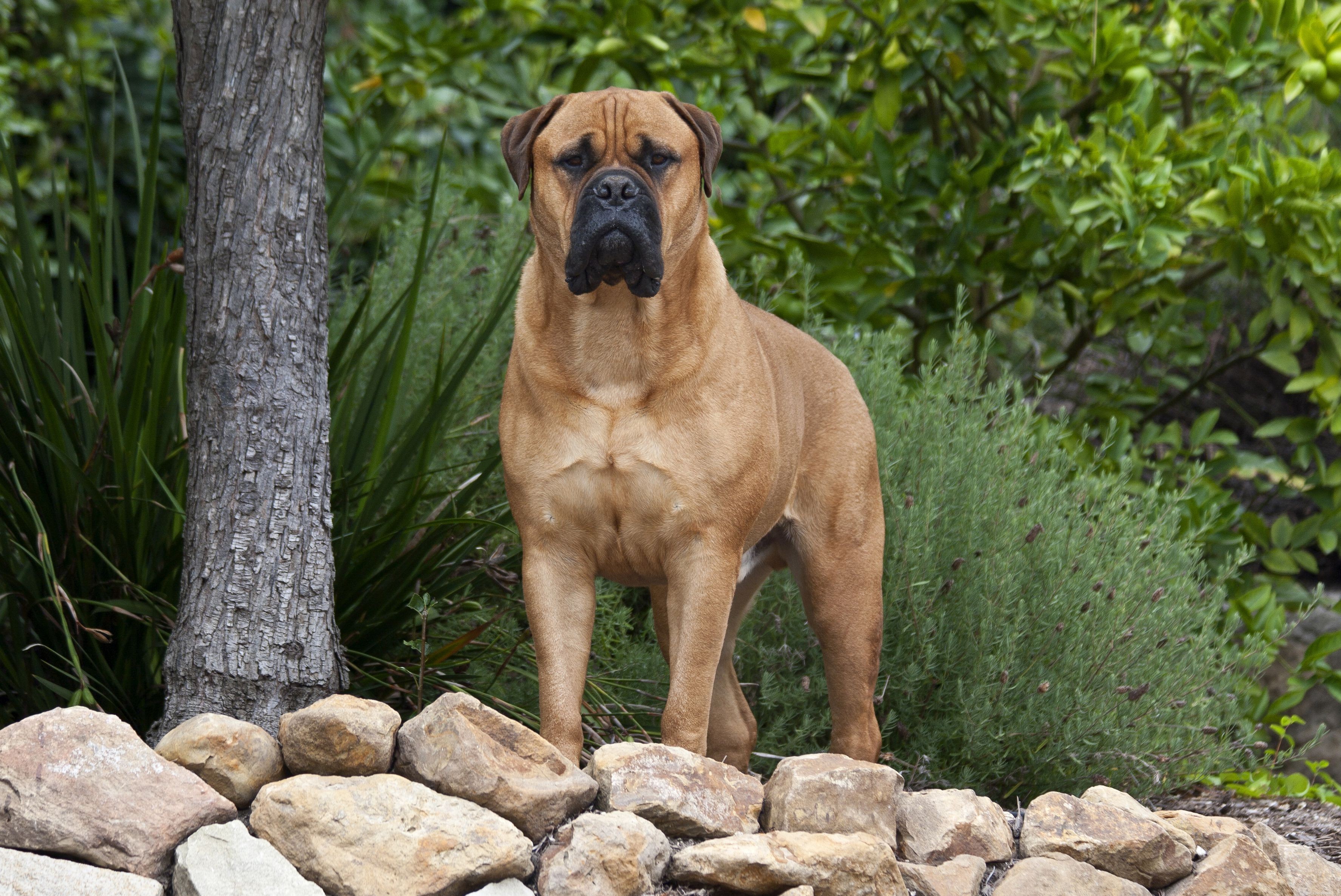 Top 10 Guard Dog Breeds: Loyal, Alert, and Protective Companions