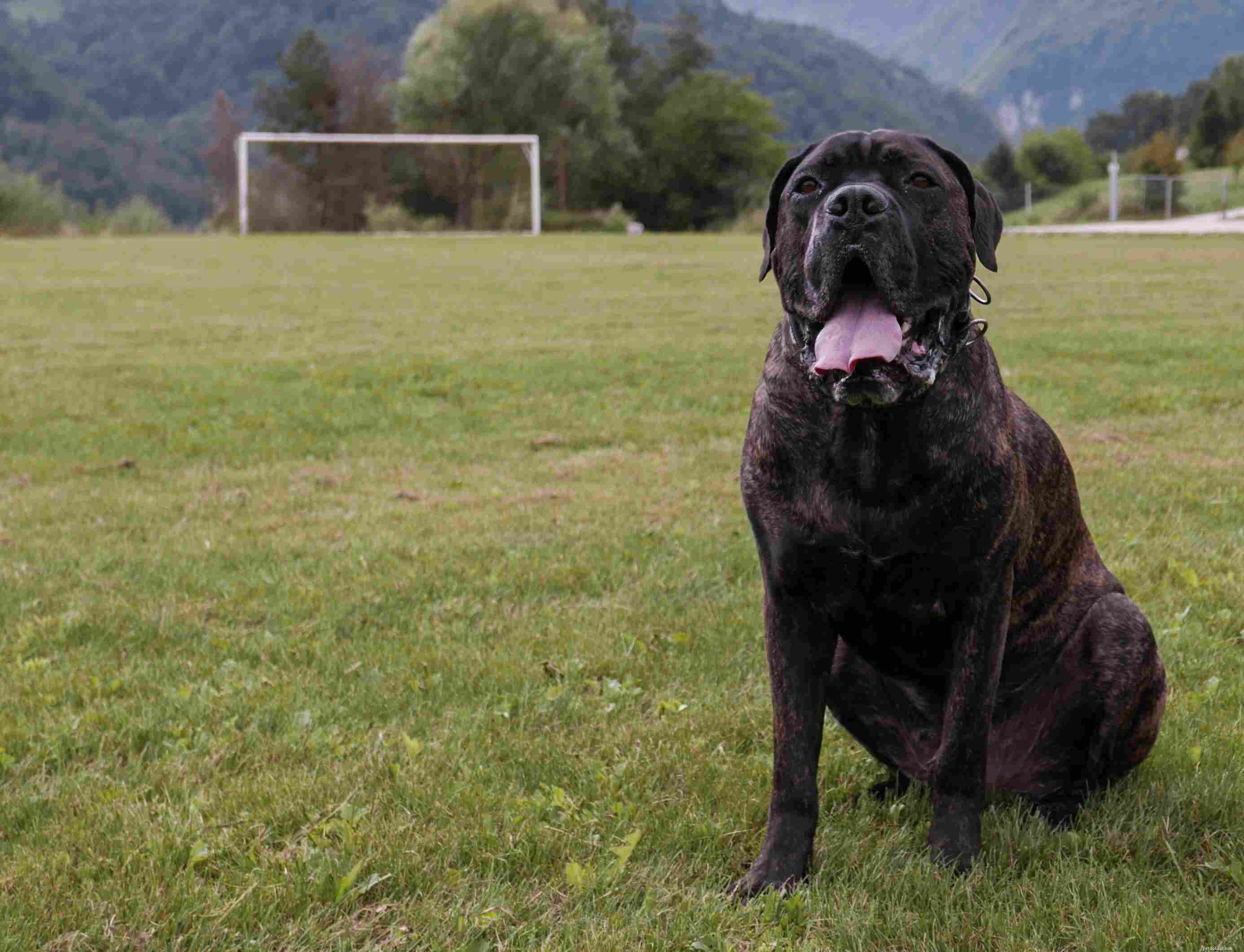 Top 10 Guard Dog Breeds: Loyal, Alert, and Protective Companions