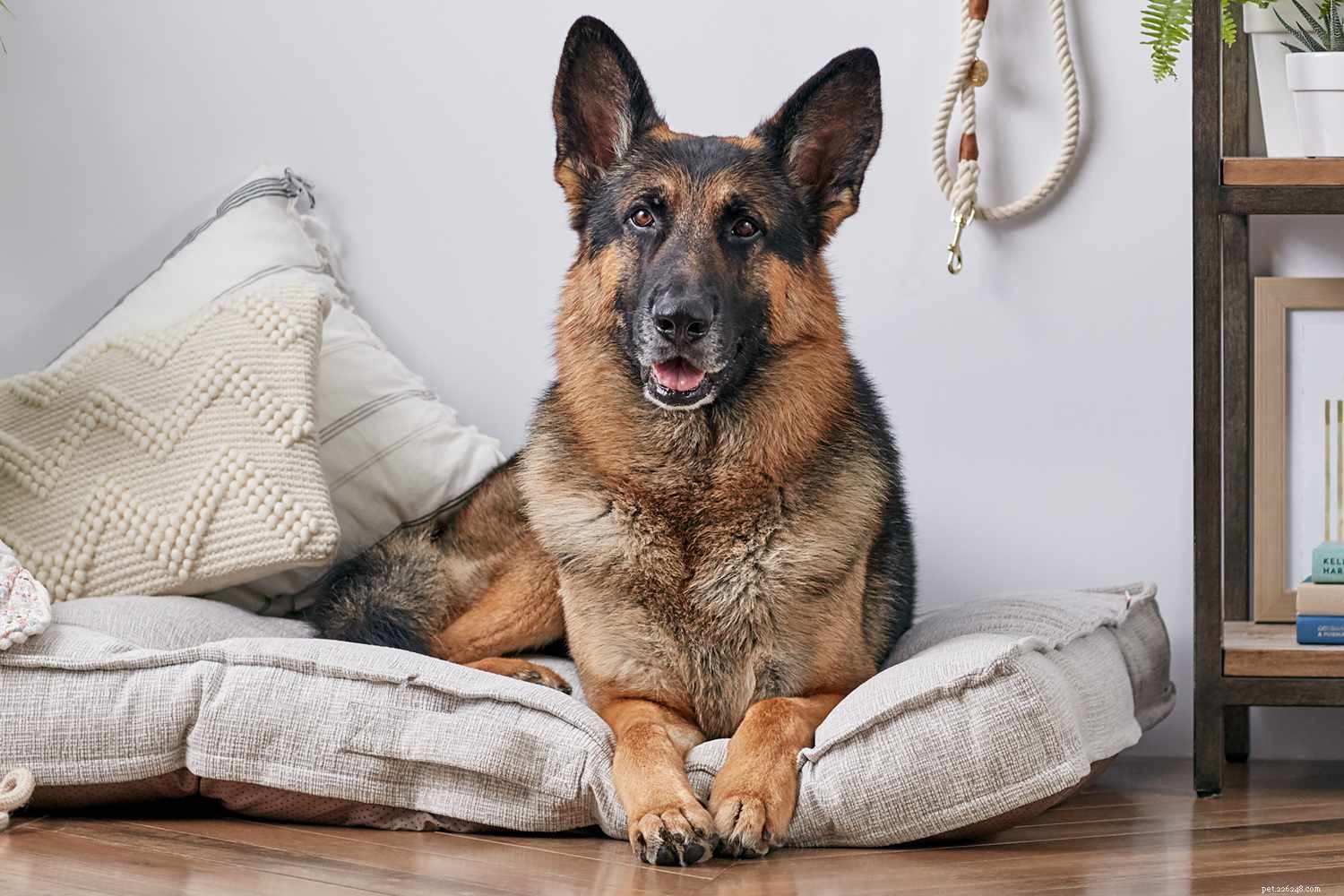 Top 10 Guard Dog Breeds: Loyal, Alert, and Protective Companions