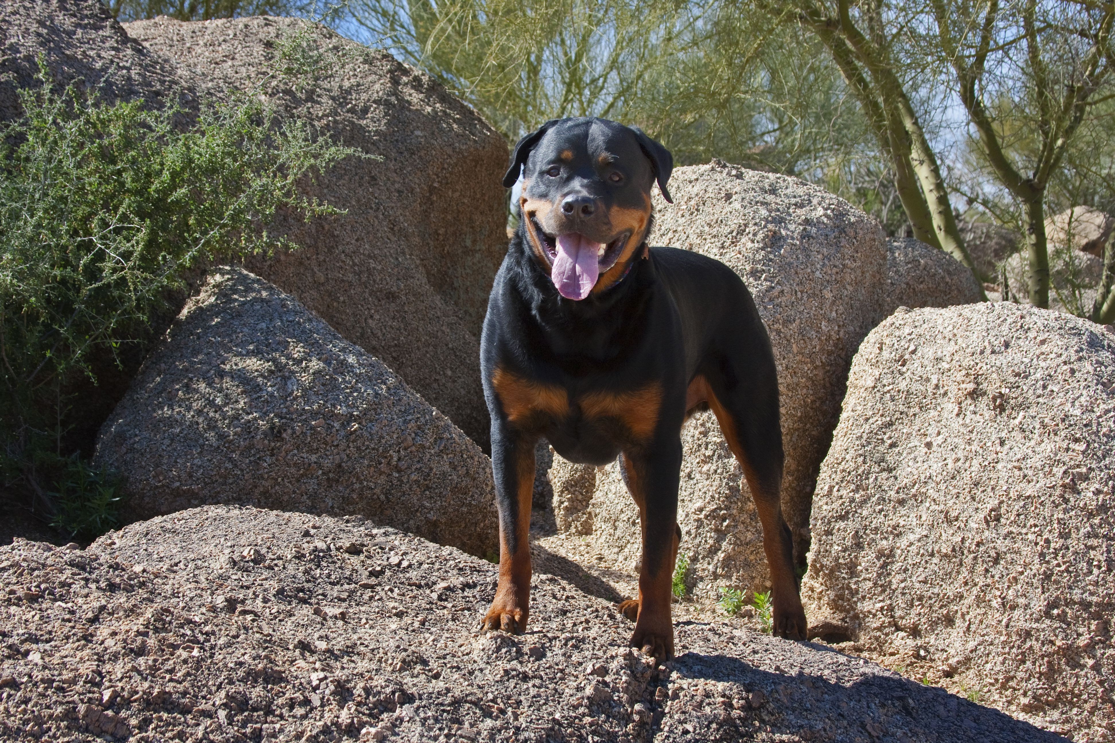 Top 10 Guard Dog Breeds: Loyal, Alert, and Protective Companions