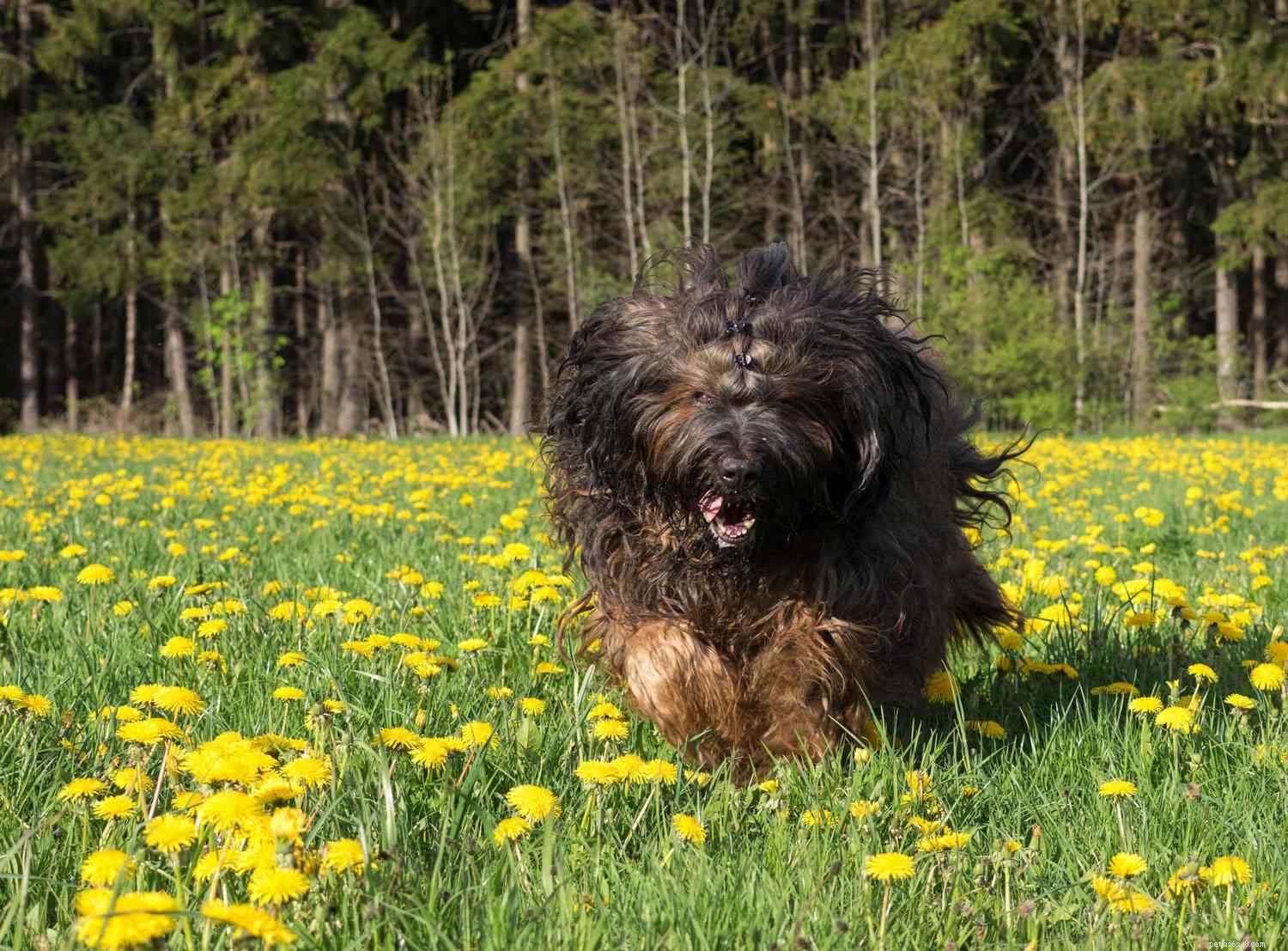 Top 10 Guard Dog Breeds: Loyal, Alert, and Protective Companions