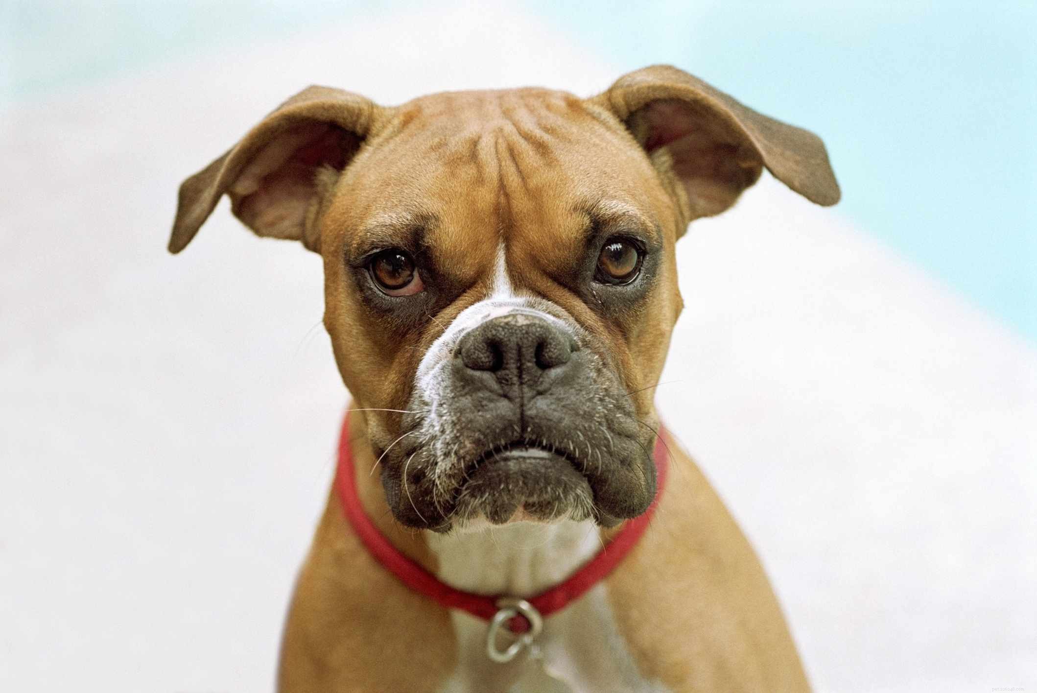 Top 15 Family-Friendly Dog Breeds Loved by Kids