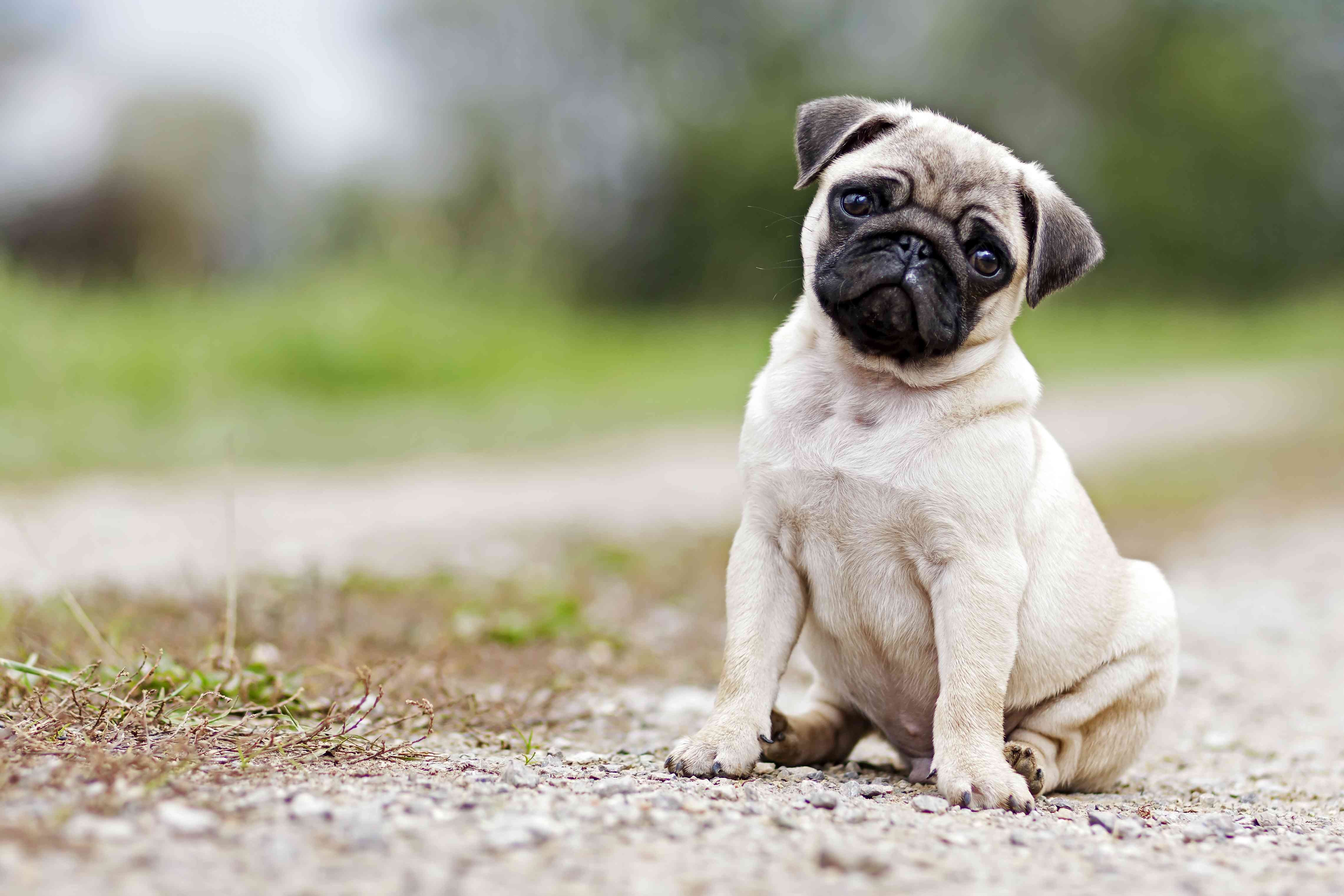 Top 15 Family-Friendly Dog Breeds Loved by Kids