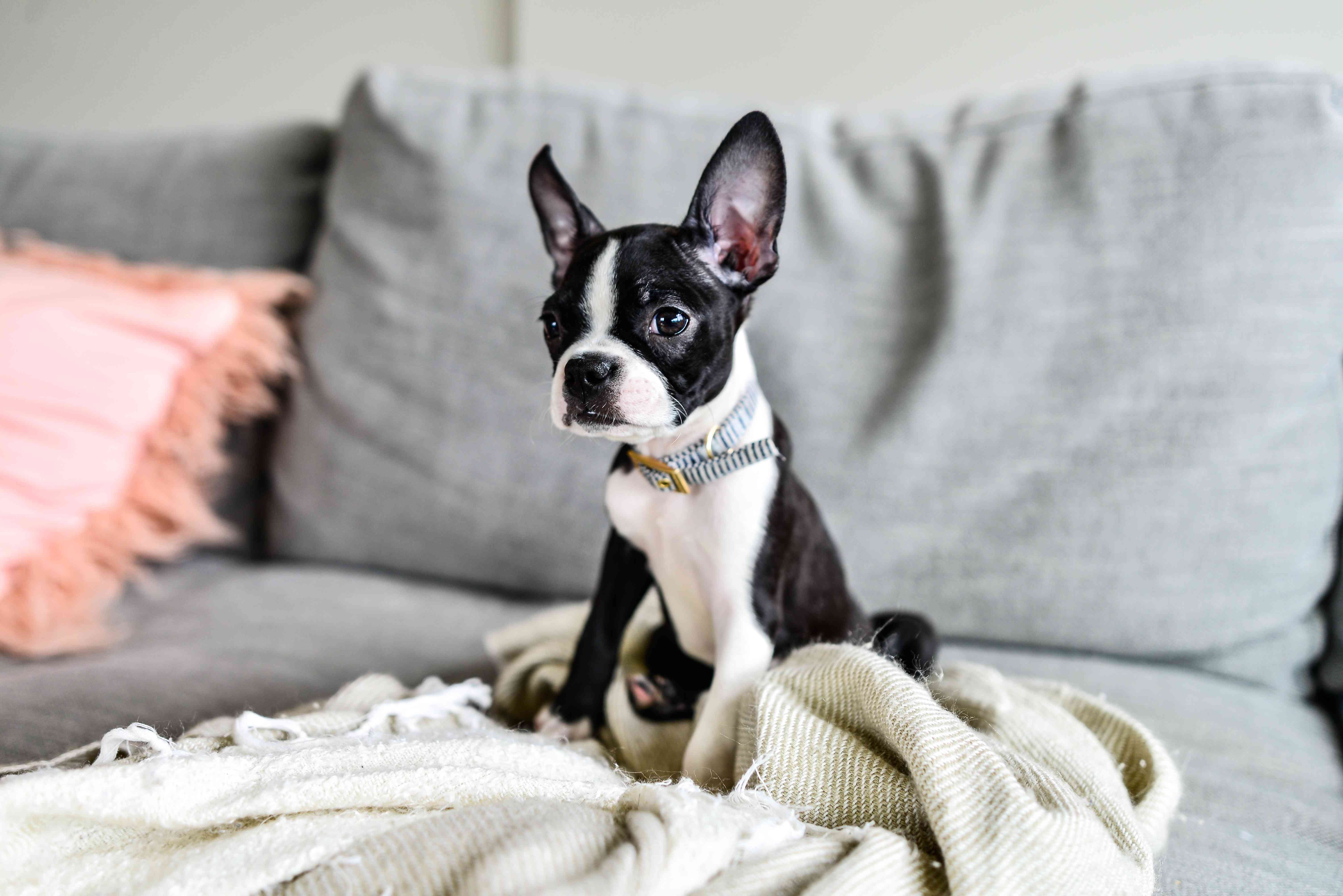 Top 15 Family-Friendly Dog Breeds Loved by Kids