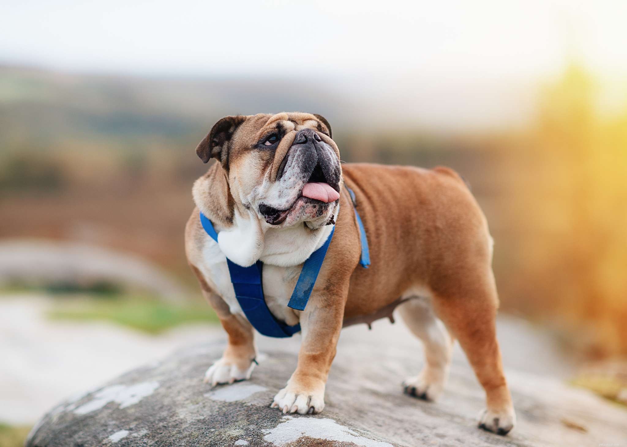 Top 15 Family-Friendly Dog Breeds Loved by Kids