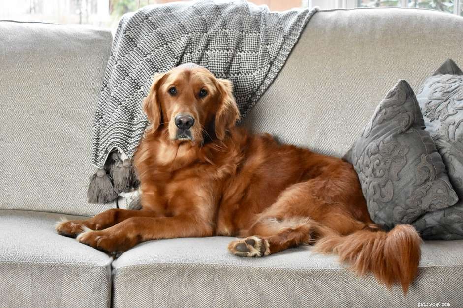 Top 10 Dog Breeds Ideal for First-Time Owners