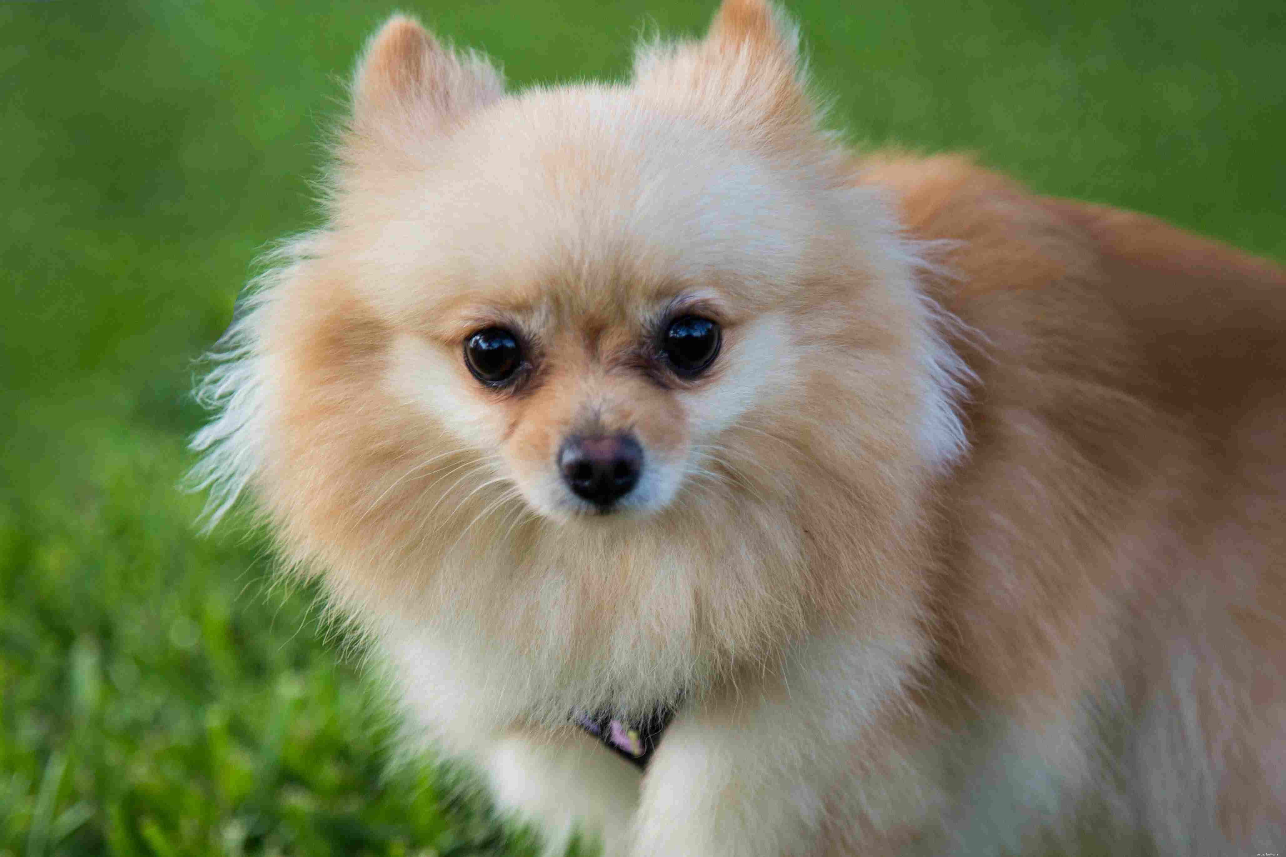 Top 10 Dog Breeds Ideal for First-Time Owners
