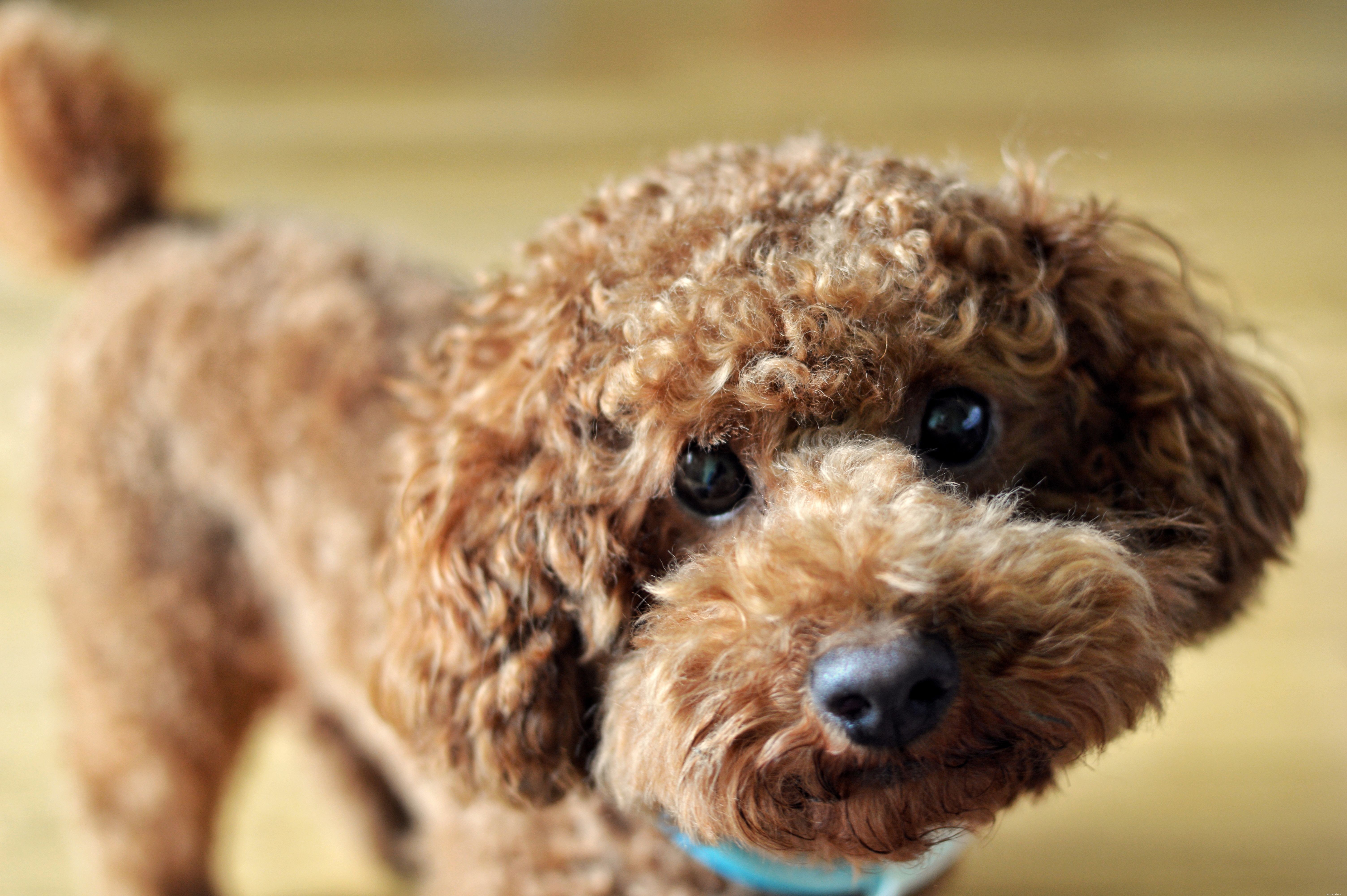 Top 10 Dog Breeds Ideal for First-Time Owners