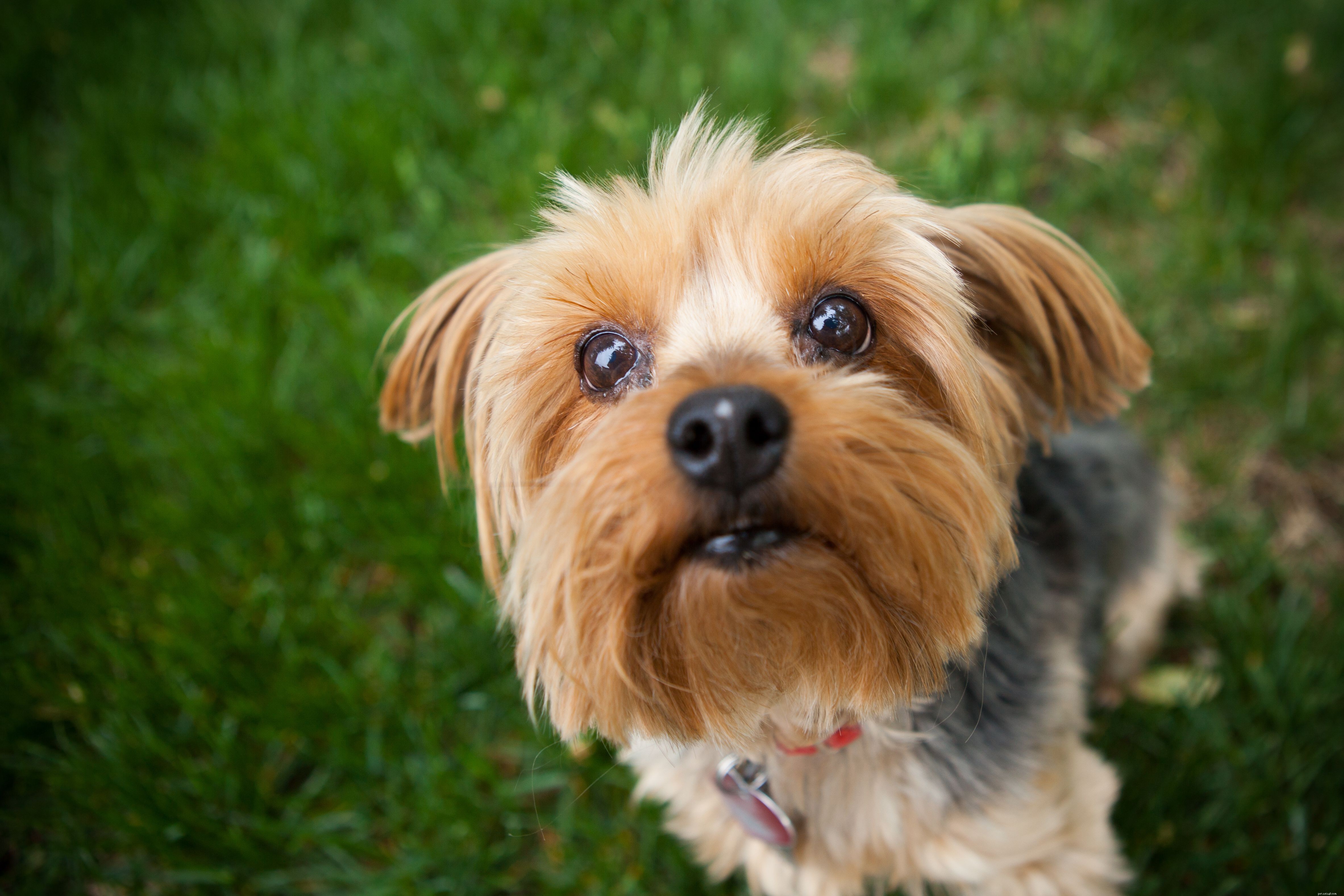 Top 10 Dog Breeds Ideal for First-Time Owners