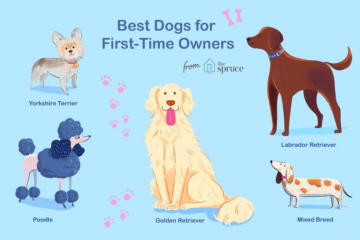 Top 10 Dog Breeds Ideal for First-Time Owners