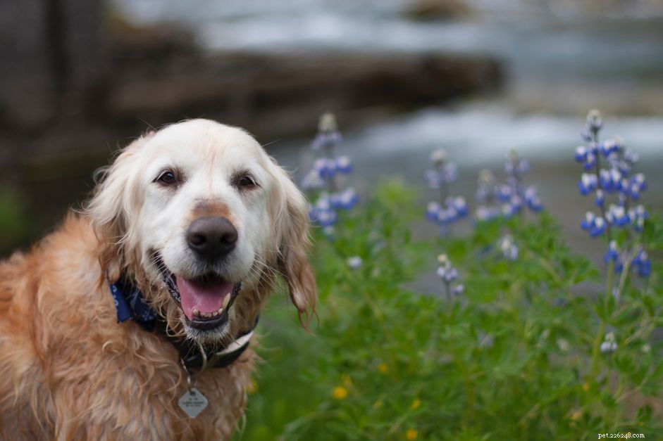 Top 12 Dog Breeds Perfect for Seniors: Low‑Maintenance Companions