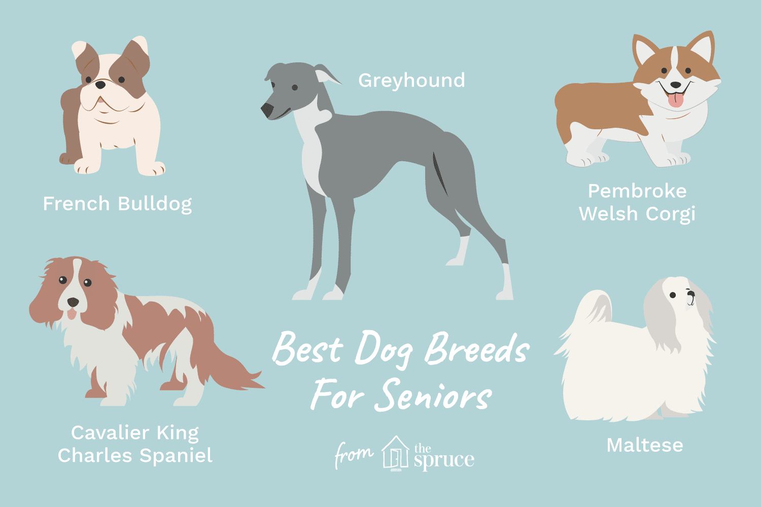 Top 12 Dog Breeds Perfect for Seniors: Low‑Maintenance Companions