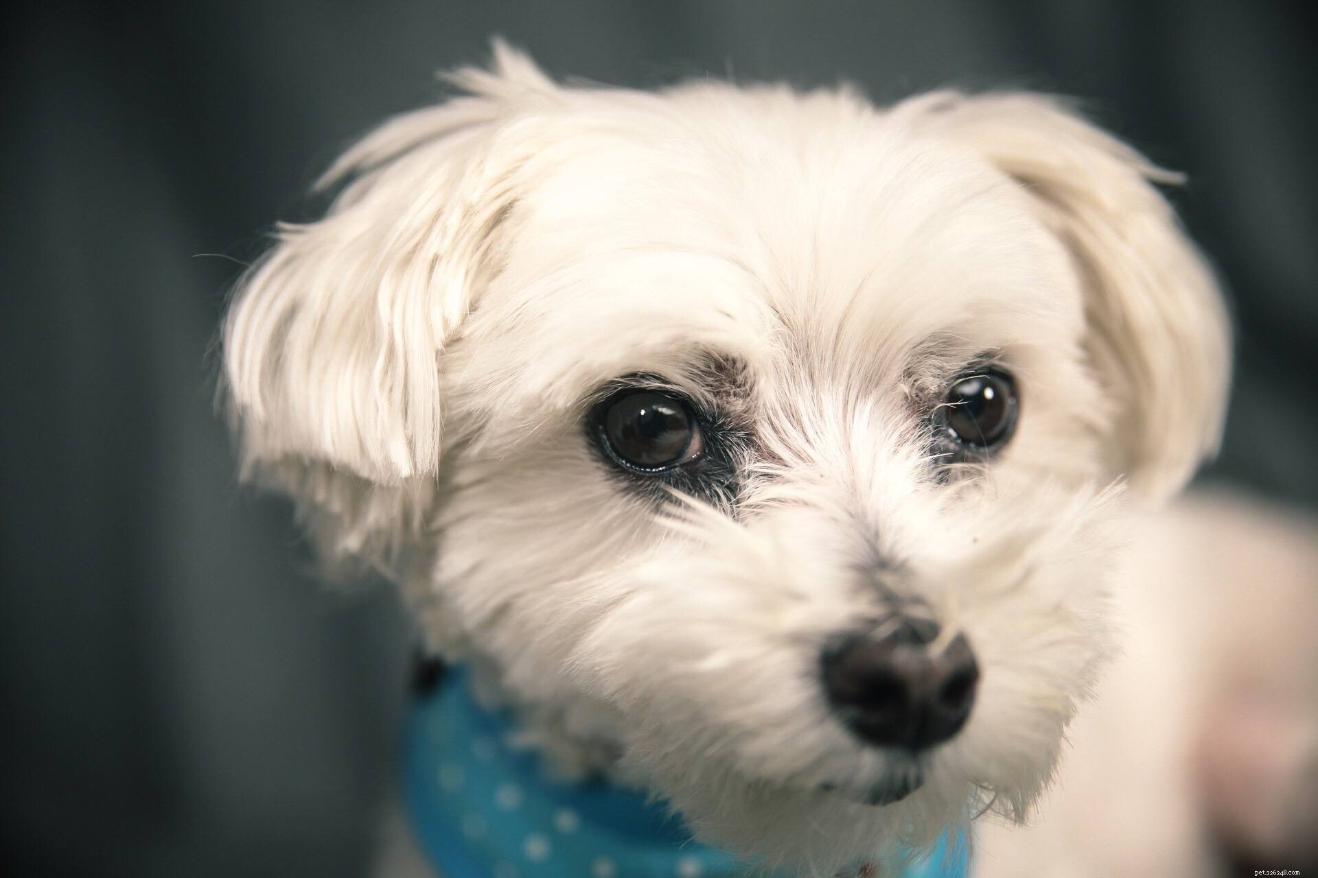 Top 12 Dog Breeds Perfect for Seniors: Low‑Maintenance Companions