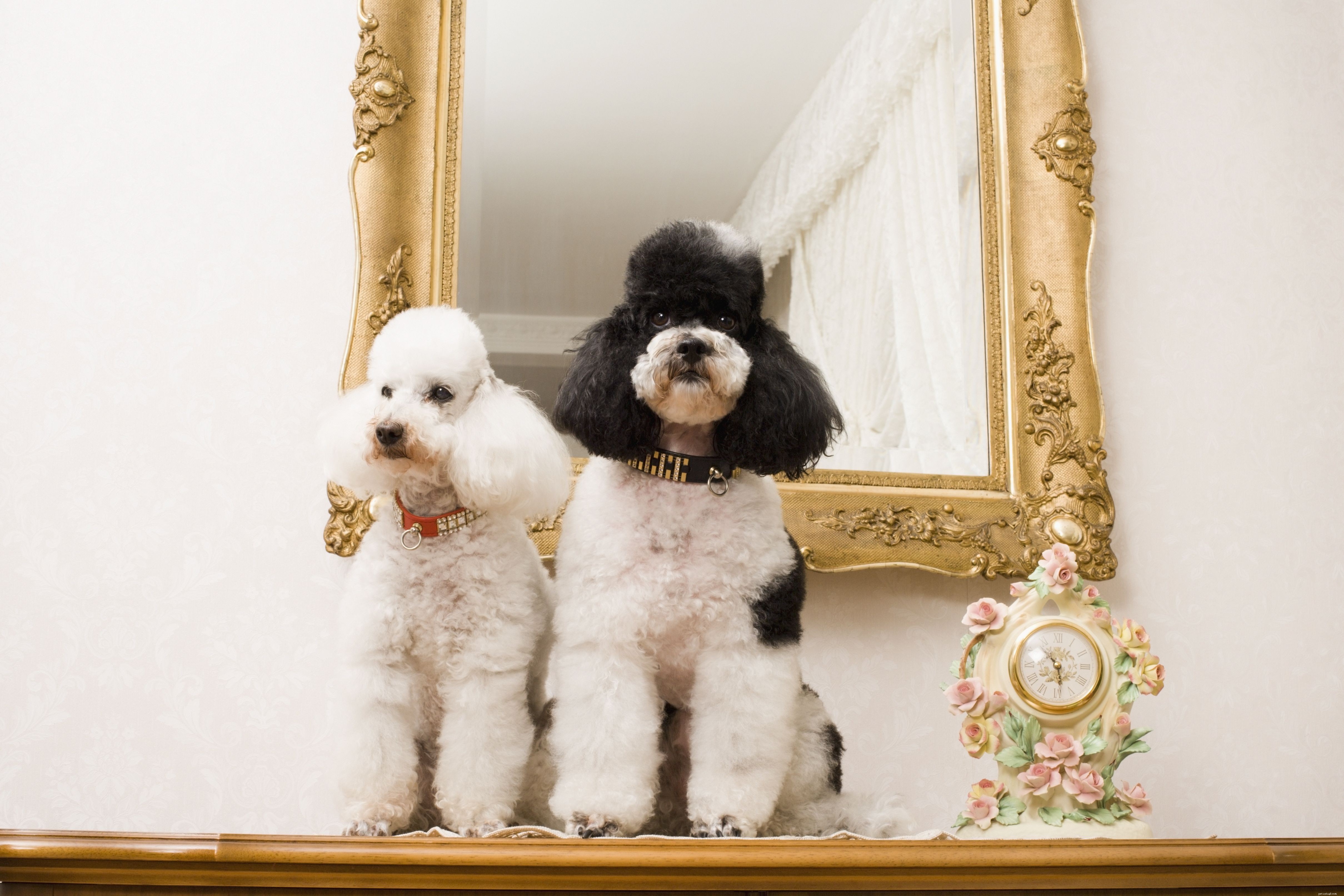 Top 12 Dog Breeds Perfect for Seniors: Low‑Maintenance Companions