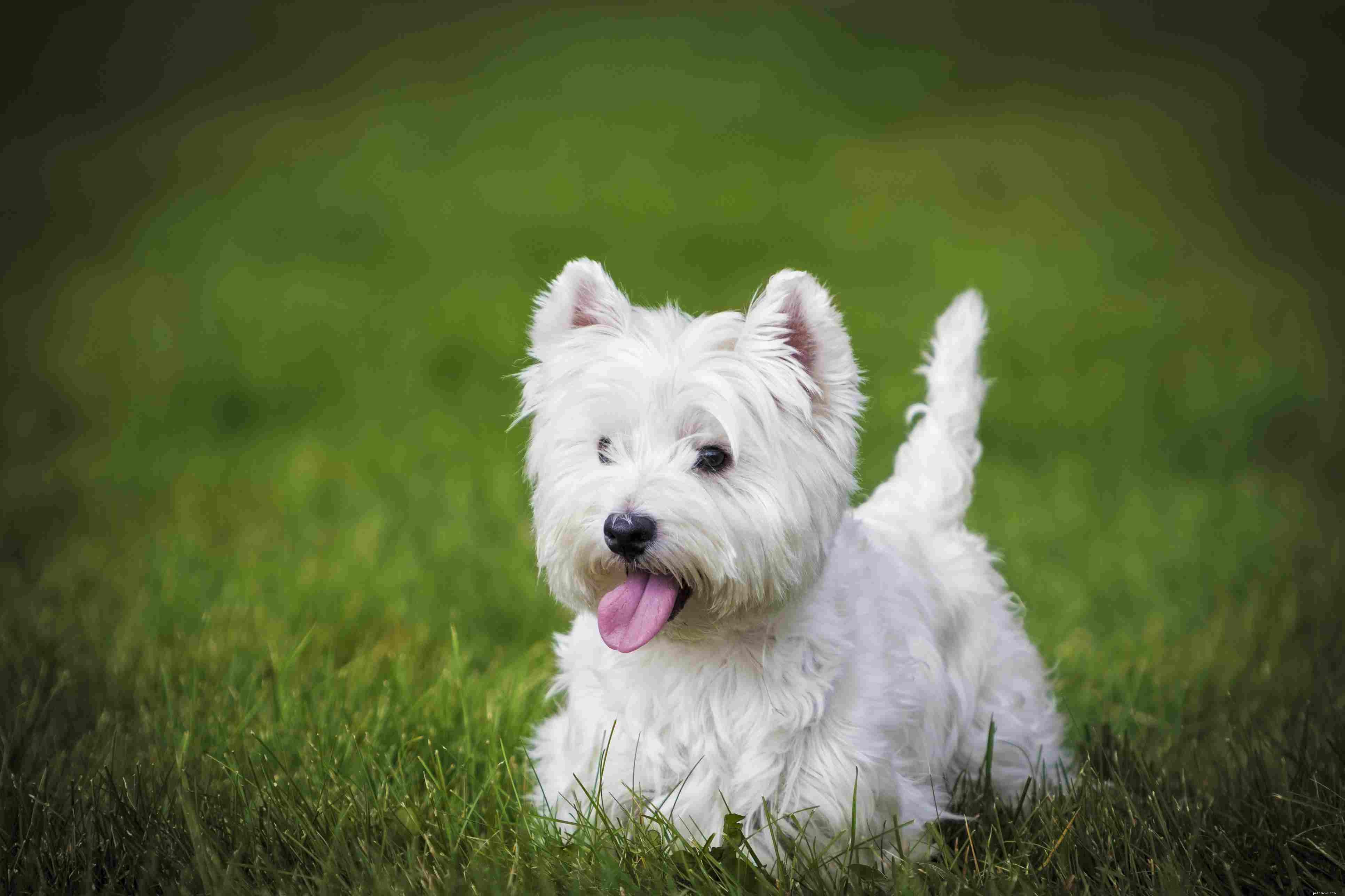 Top 12 Dog Breeds Perfect for Seniors: Low‑Maintenance Companions