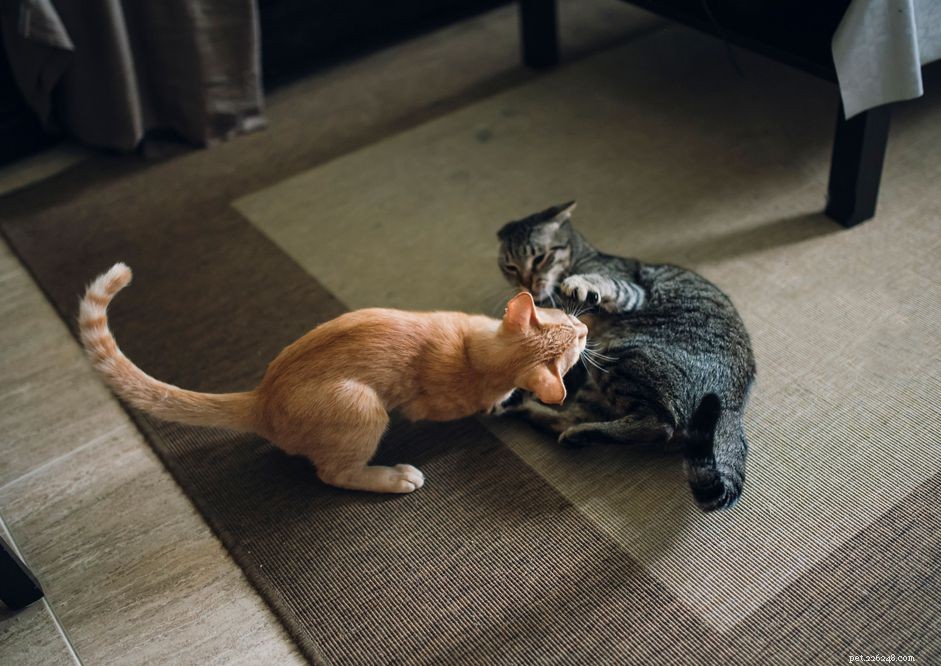 10 Key Signs Your Cat Is Experiencing Stress and How to Help