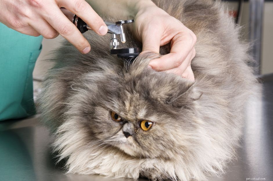 Cat Ear Infections: Symptoms, Causes, and Effective Treatments