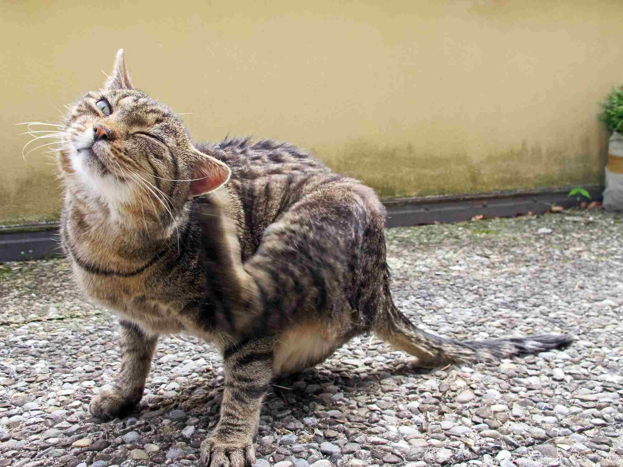 Cat Ear Infections: Symptoms, Causes, and Effective Treatments