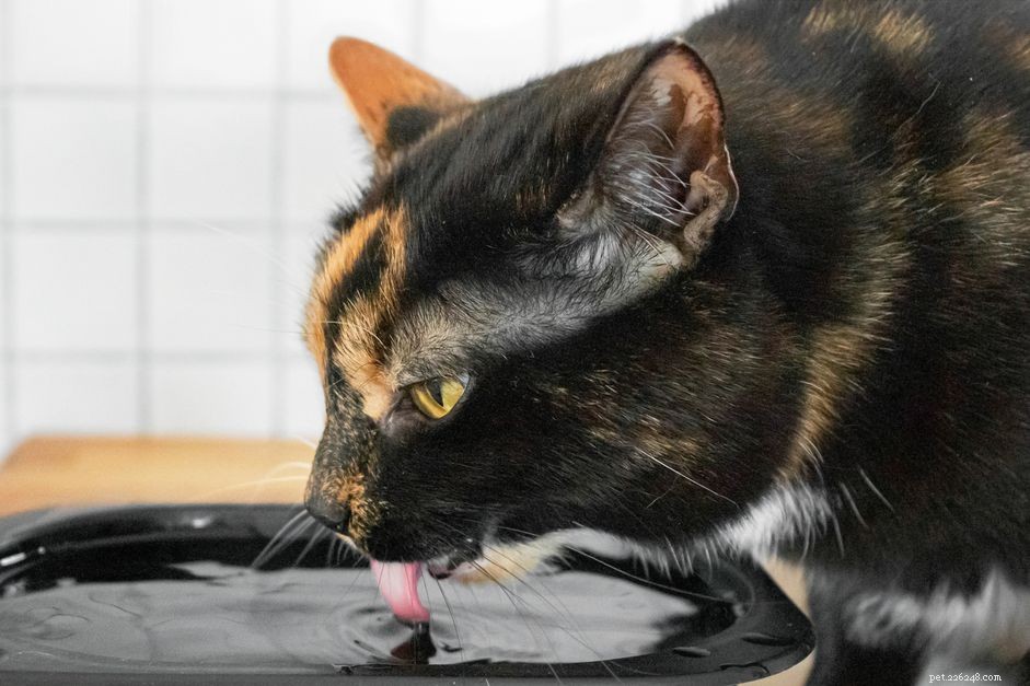 Understanding and Managing Struvite Crystals in Cats