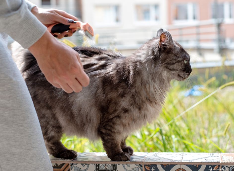 How to Safely De‑Mat Your Cat: A Step‑by‑Step Guide