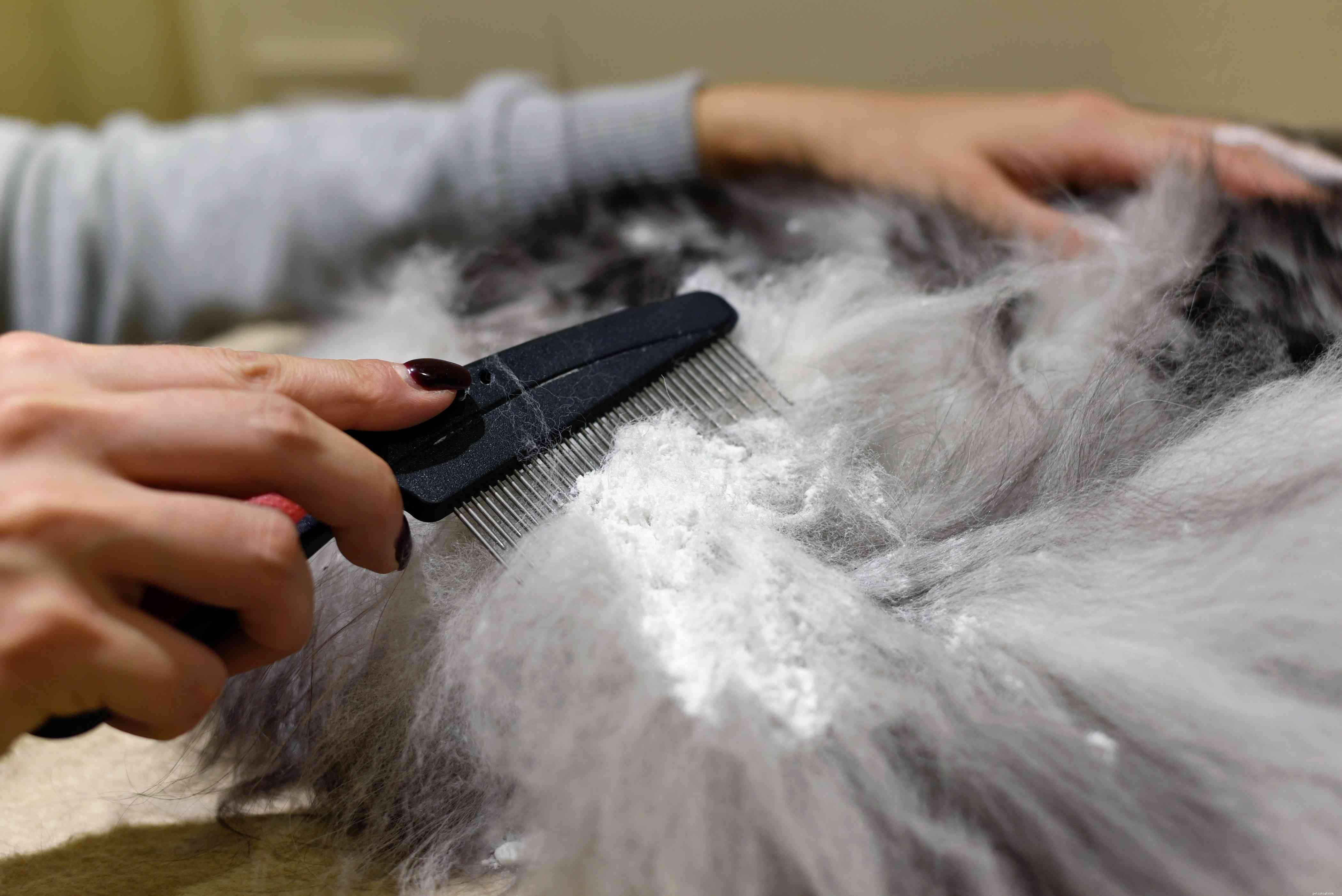How to Safely De‑Mat Your Cat: A Step‑by‑Step Guide