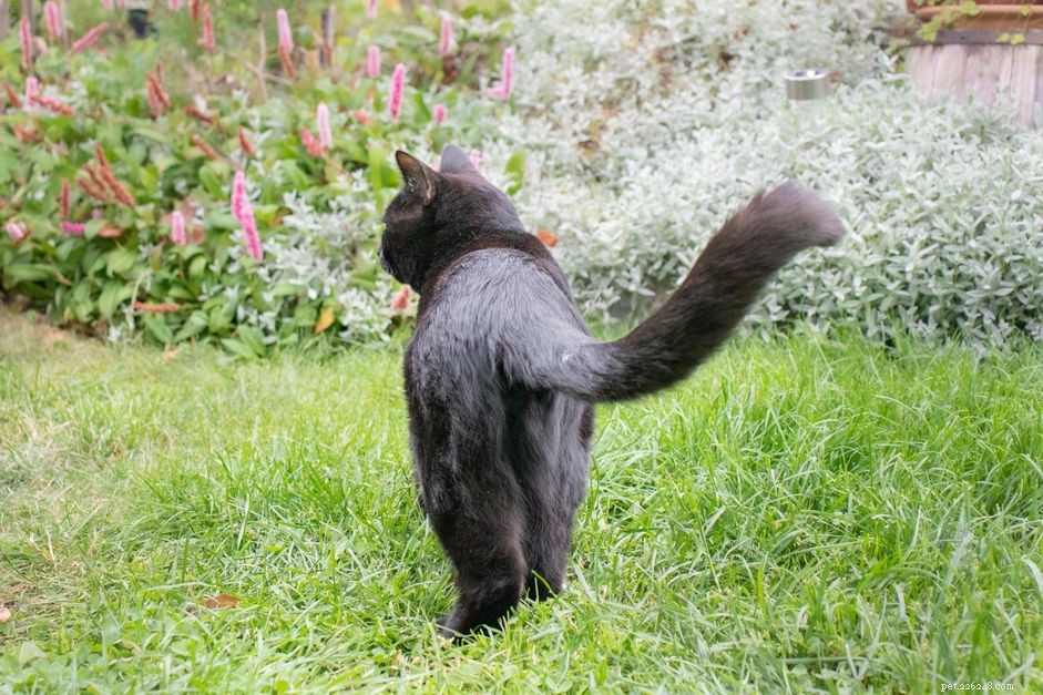 Managing Your Cat’s Gas: Signs, Causes, and When to Seek Veterinary Care